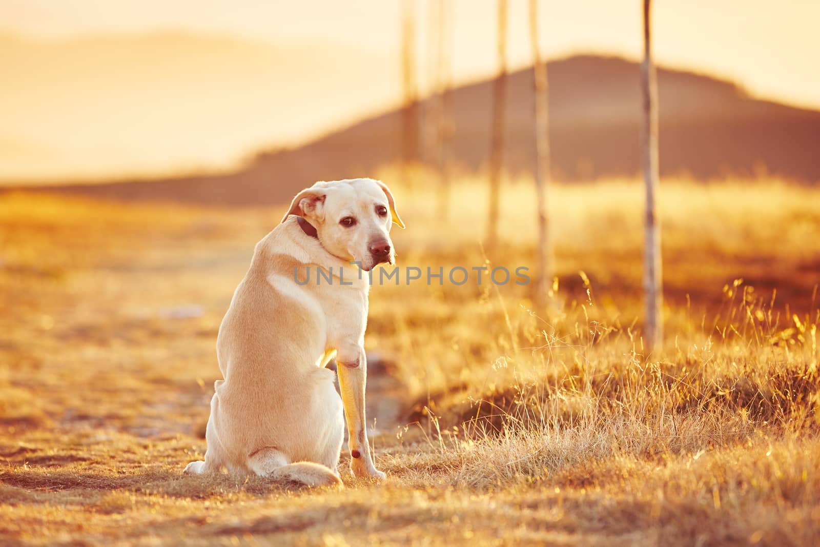 Dog at the sunset by Chalabala