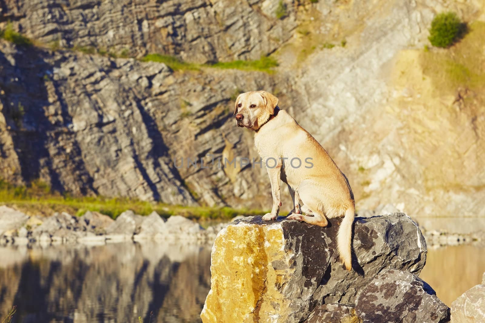 Yellow labrador retriever is looking from the rock