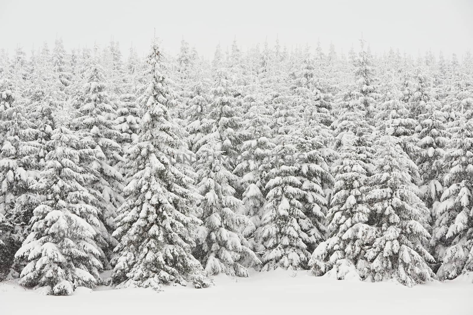 Fresh snow in wintry landscape, Czech Republic