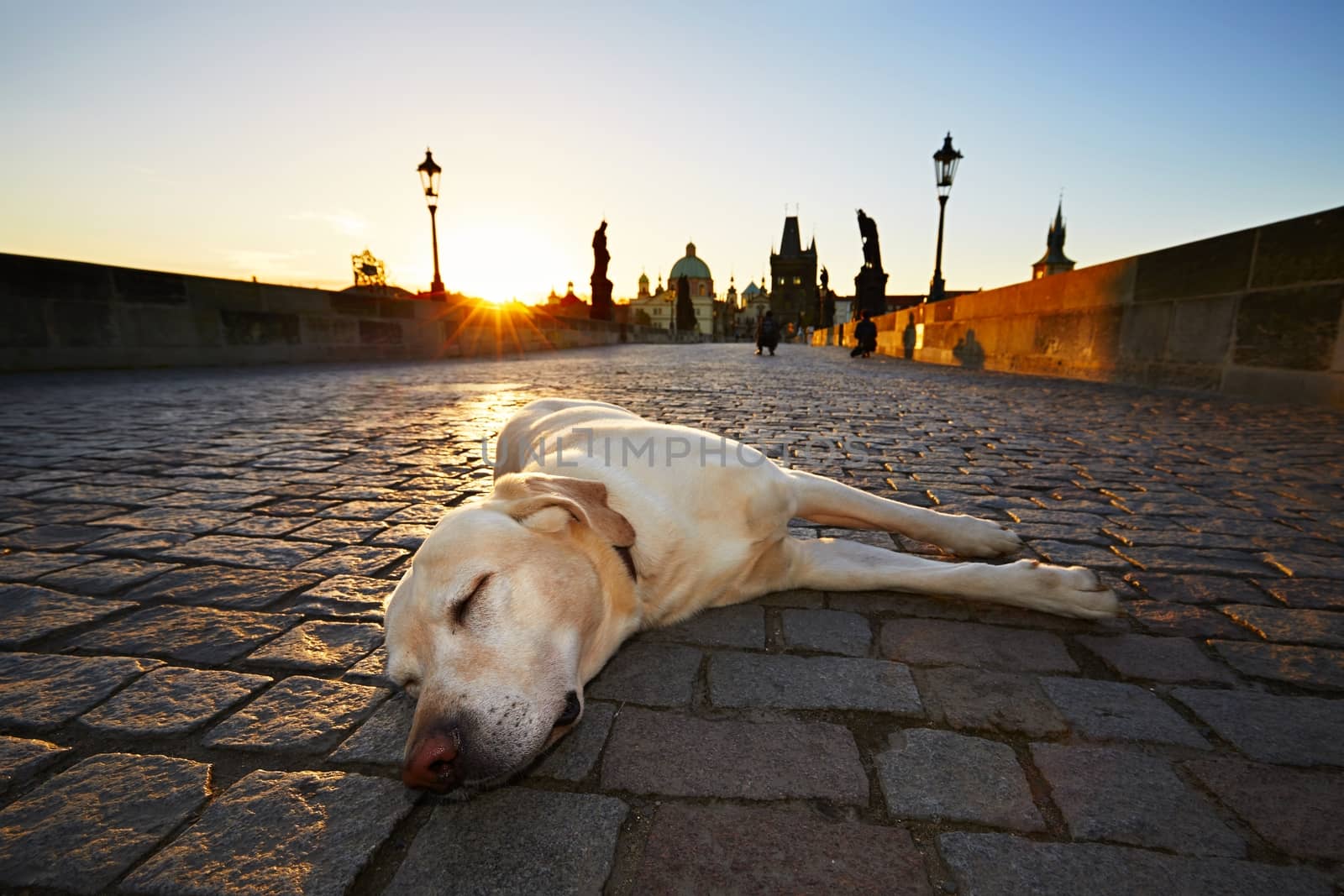 Dog at the sunrise by Chalabala