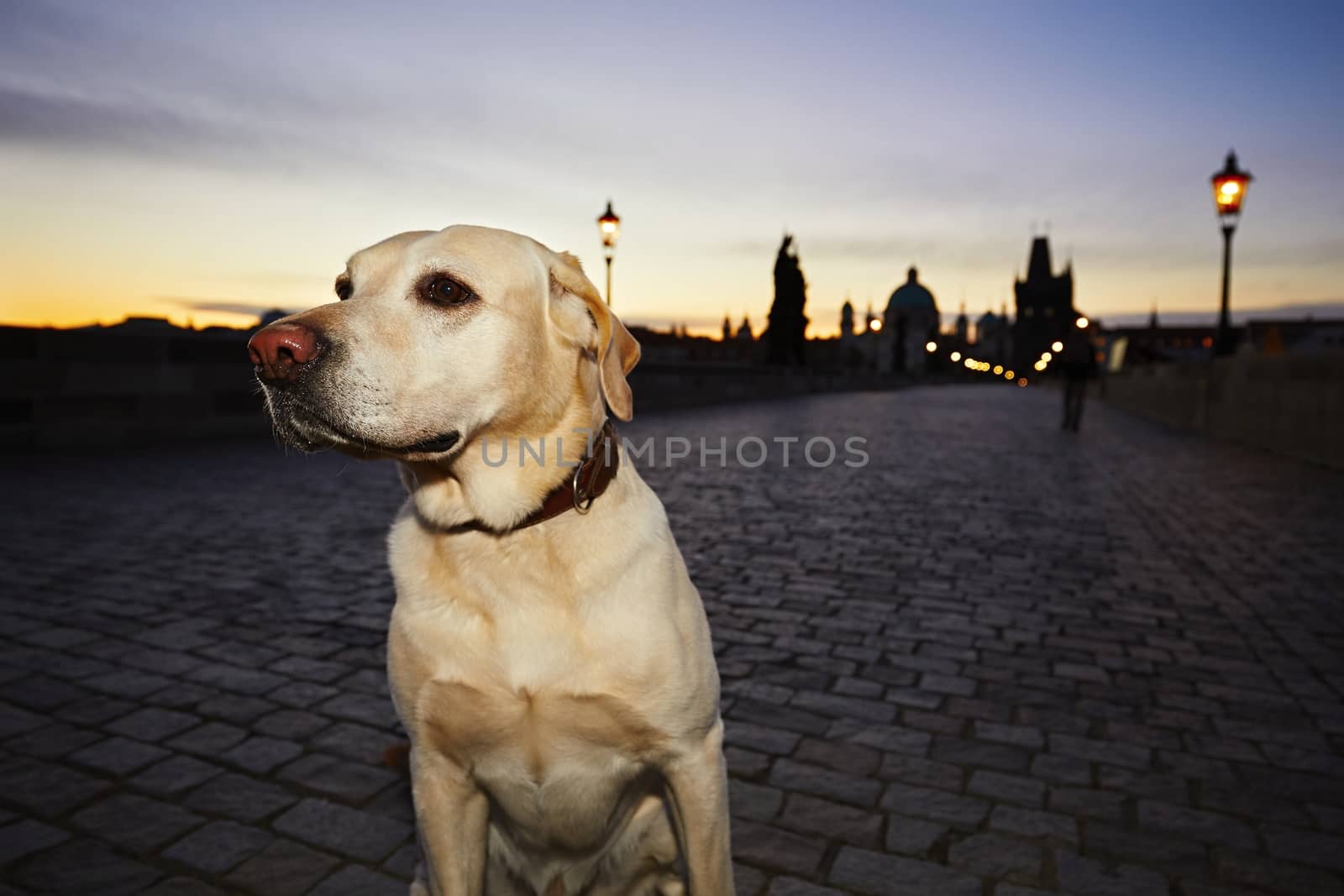 Labrador retriever on the Charles Bridge in Prague at the sunrise.