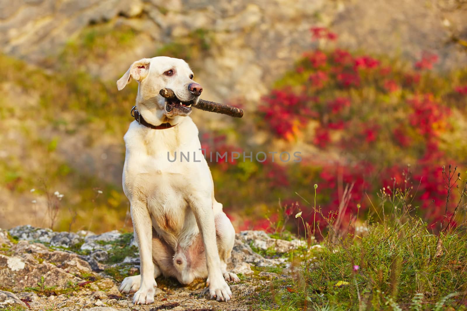 Dog with stick by Chalabala