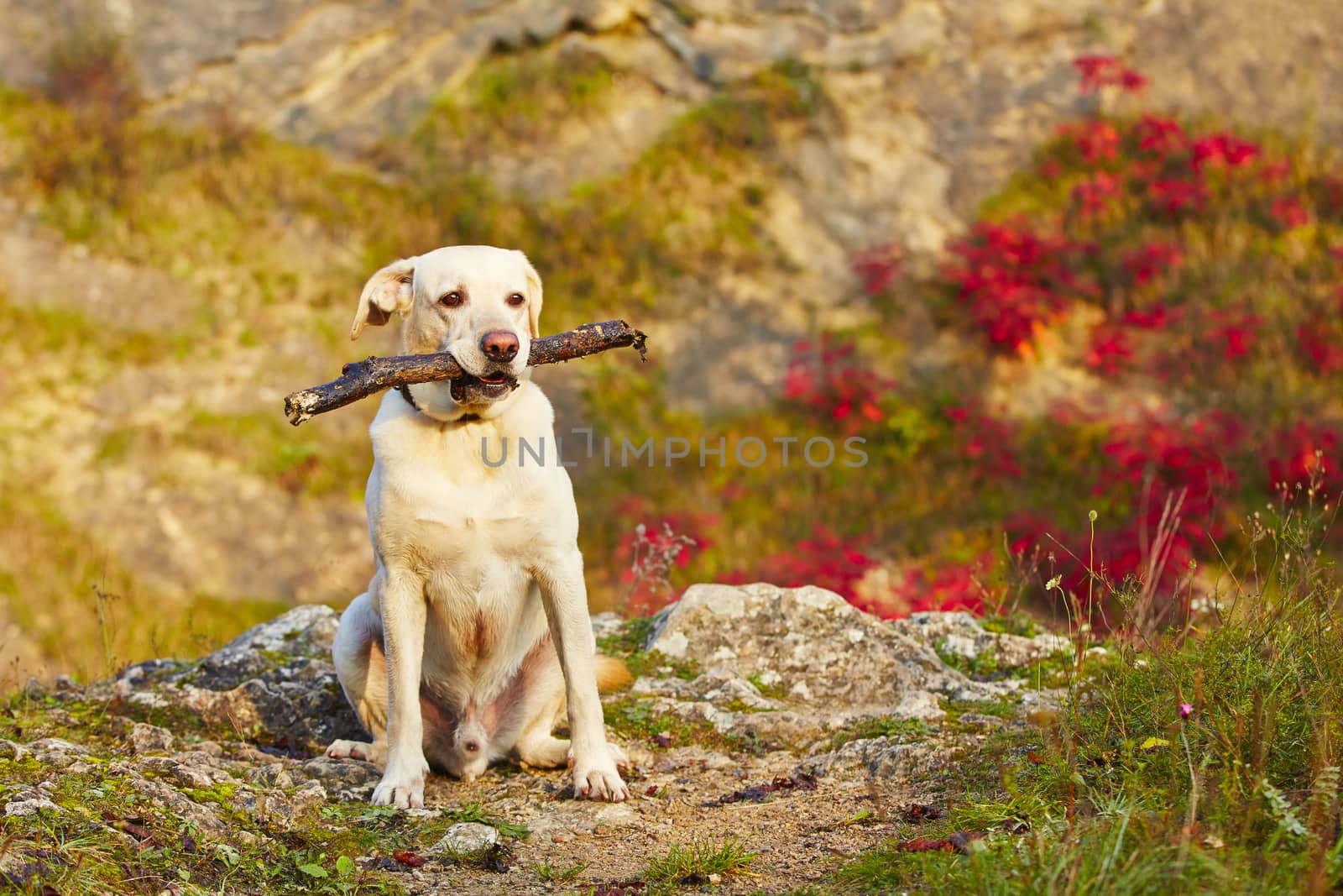 Labrador retriever with wooden stick in autumn nature
