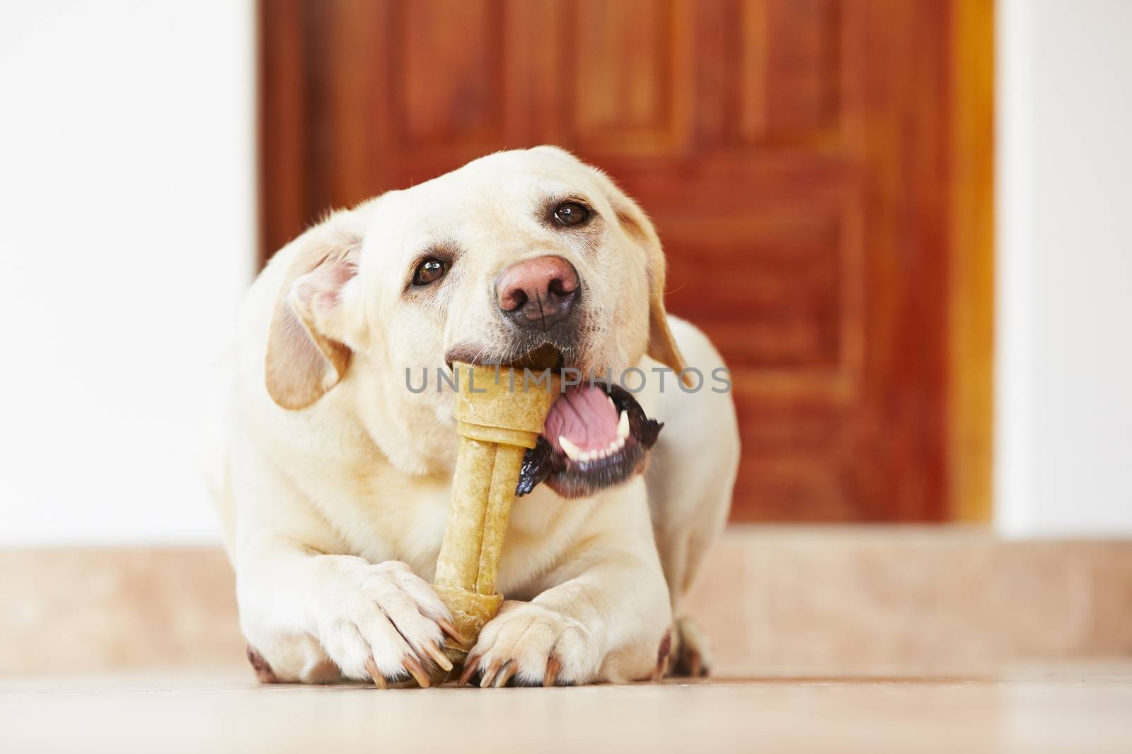 Dog with bone by Chalabala