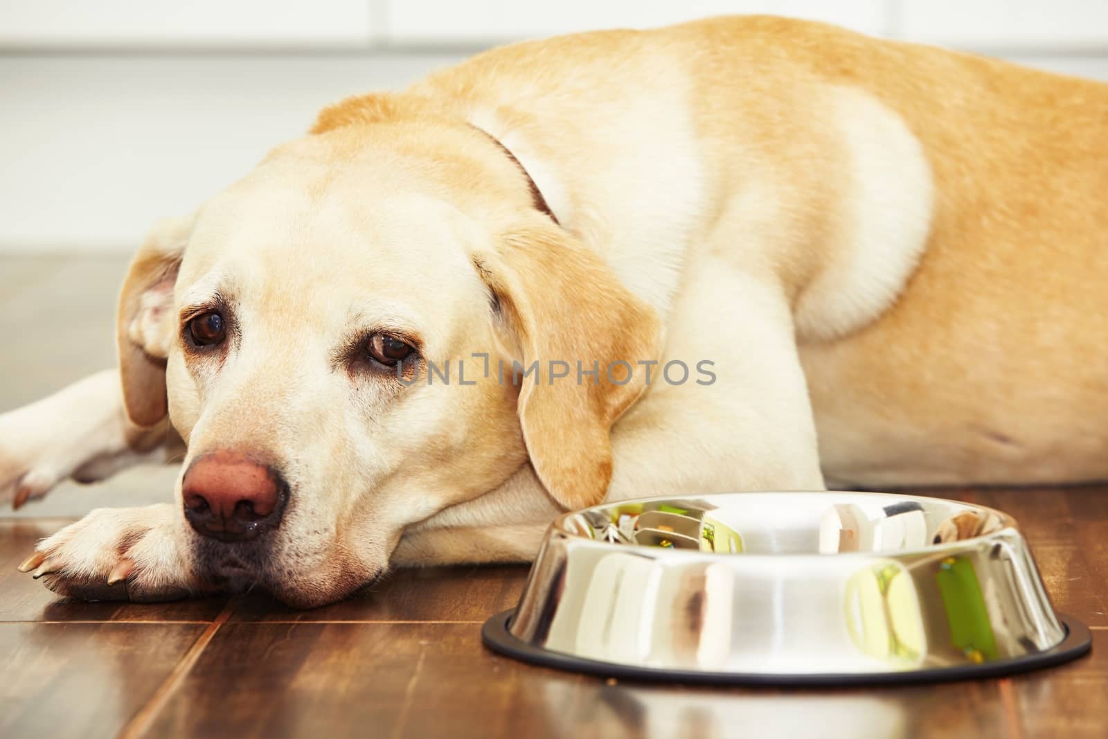 Hungry labrador with empty bowl is waiting for feeding
