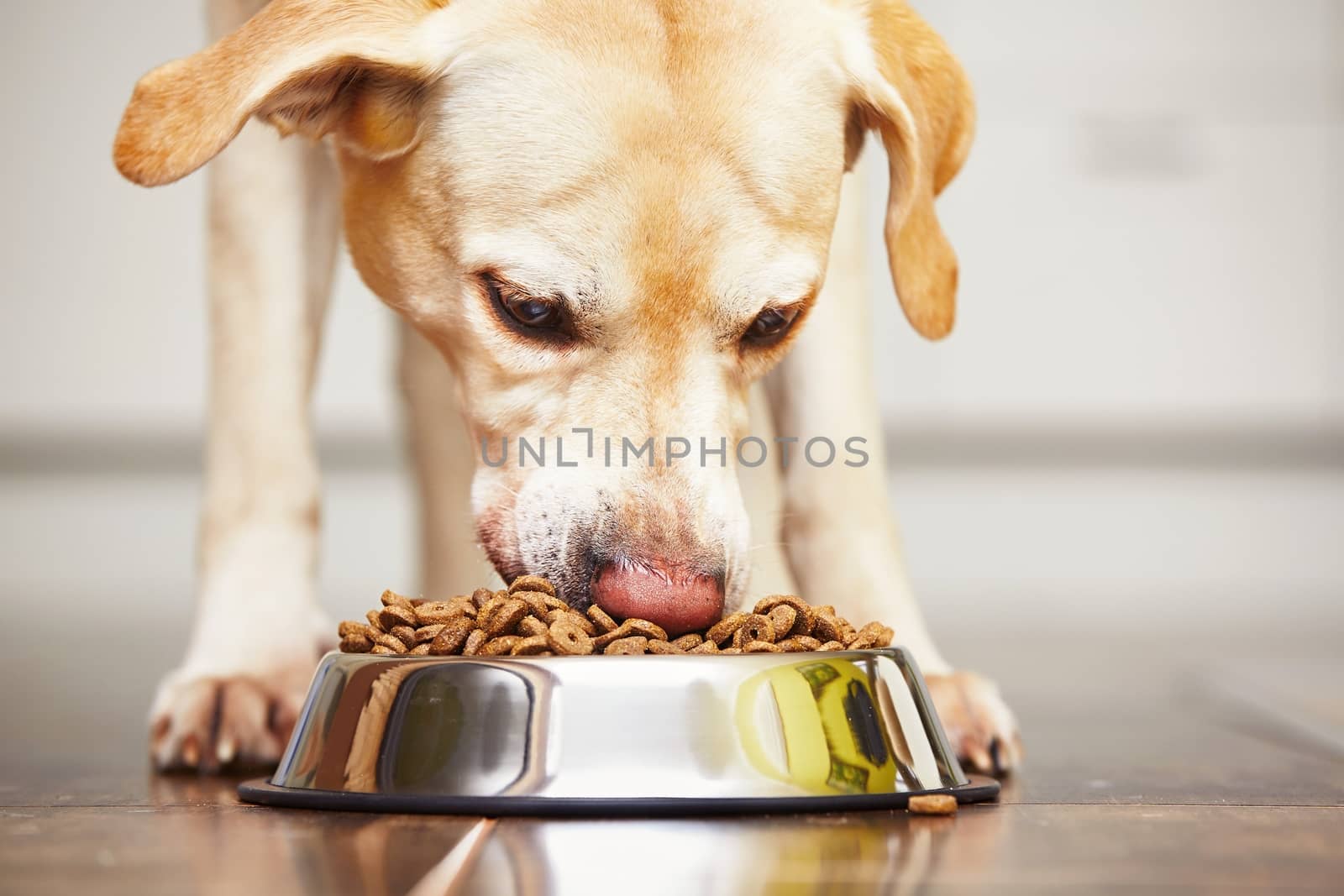 Hungry dog by Chalabala