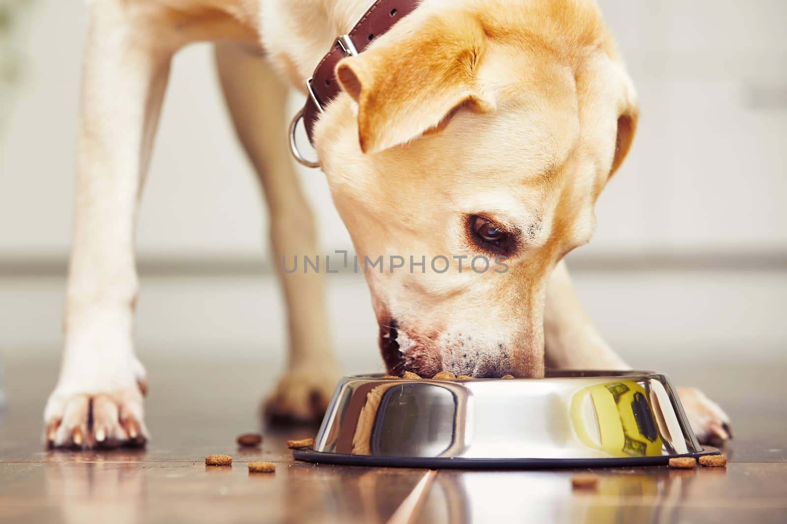 Hungry dog by Chalabala