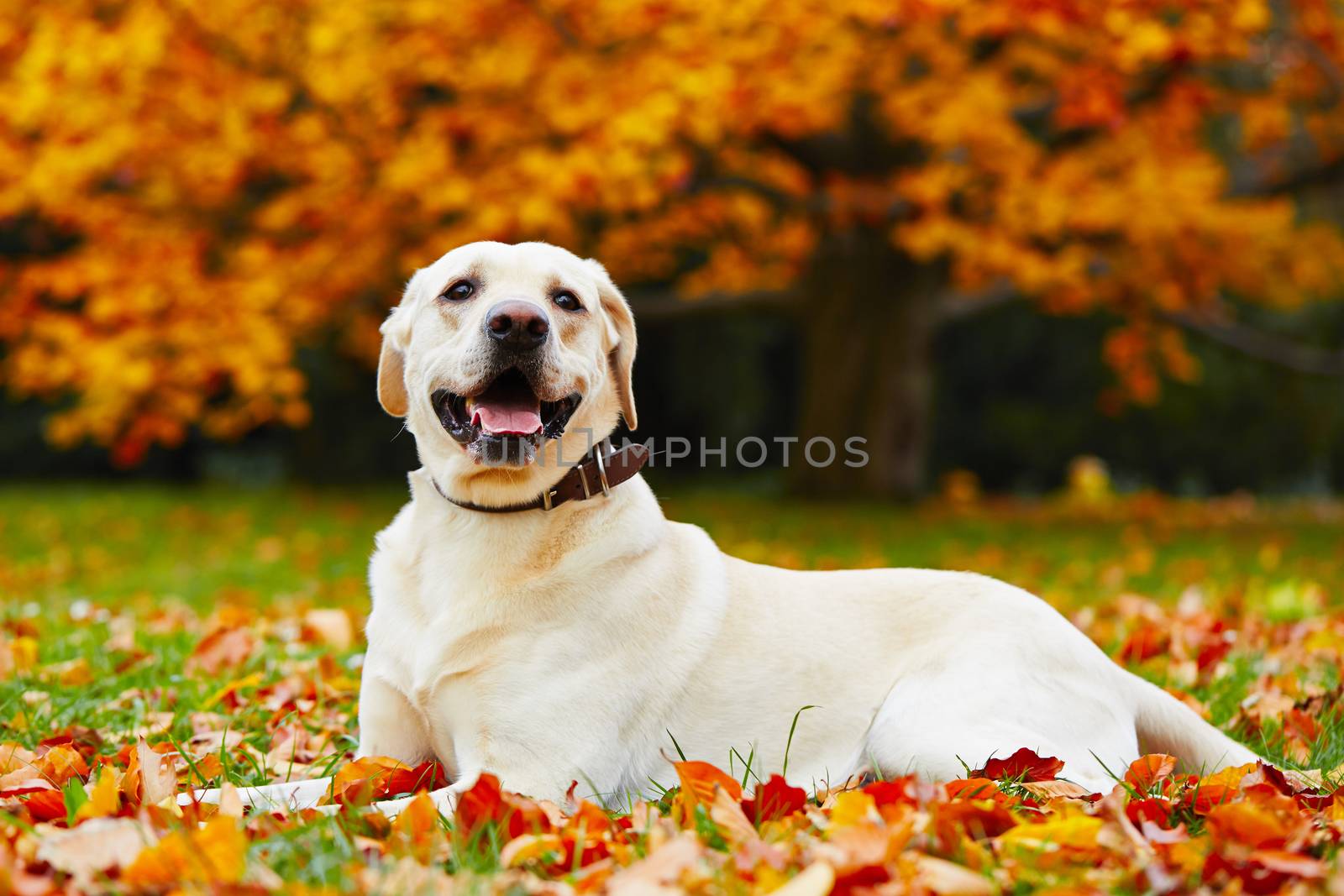 Yellow labrador retriever in autumn park 