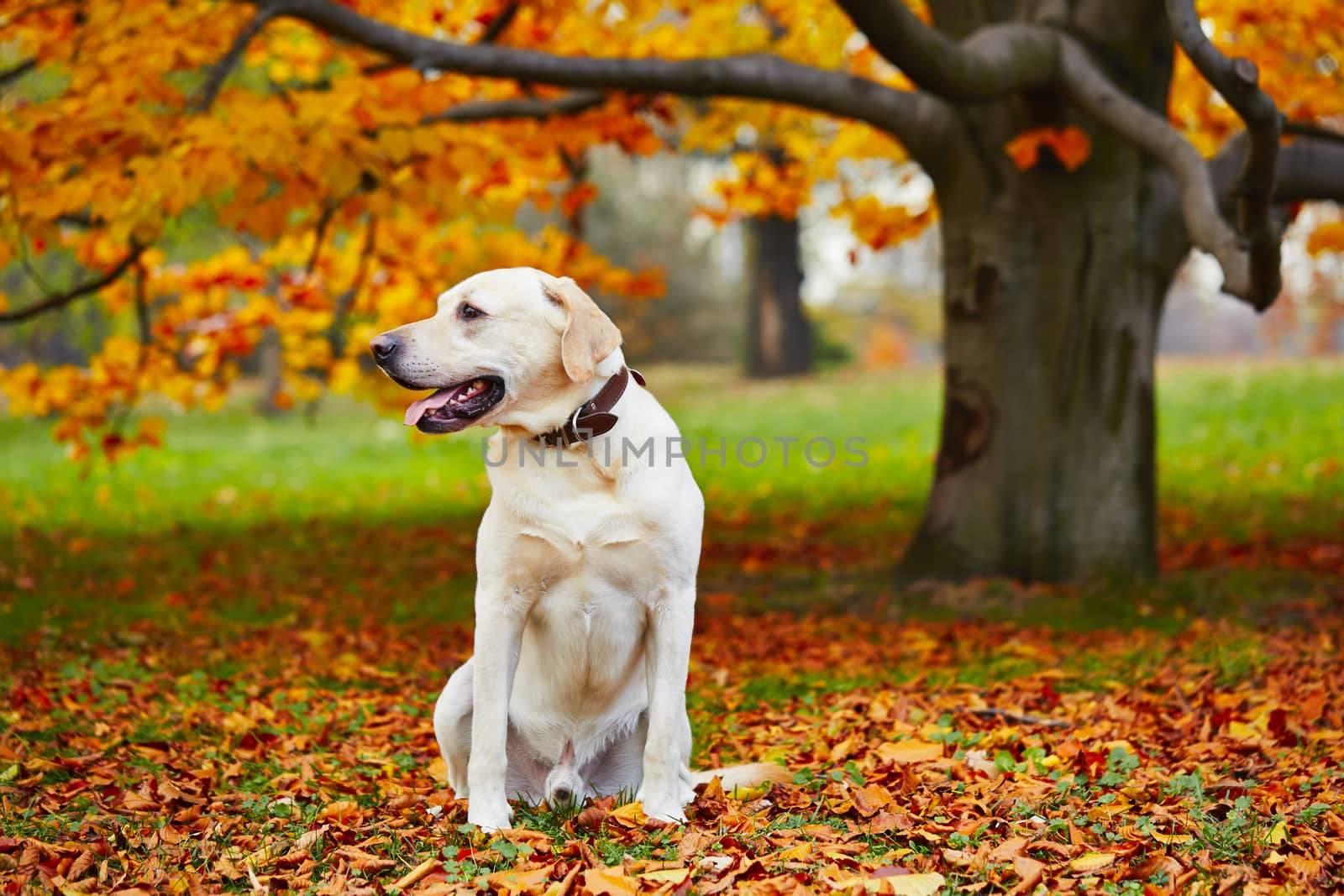Yellow labrador retriever in autumn park 