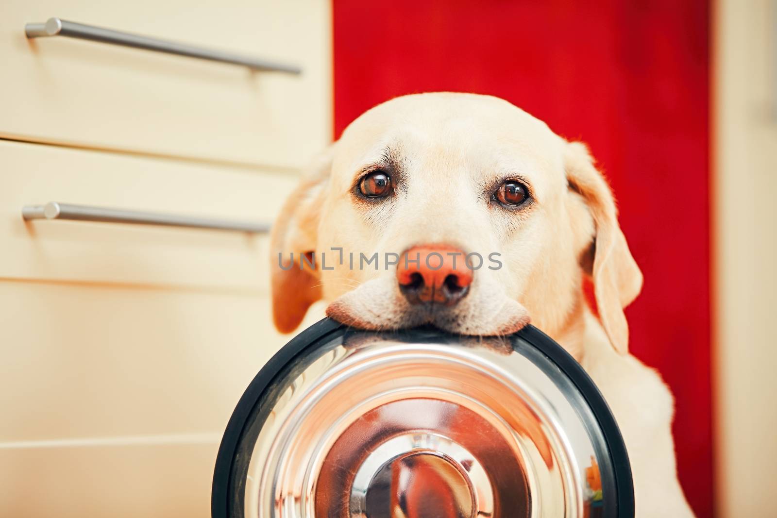 Domestic life with dog. Hungry dog with sad eyes is waiting for feeding in home kitchen. Adorable yellow labrador retriever is holding dog bowl in his mouth. 
