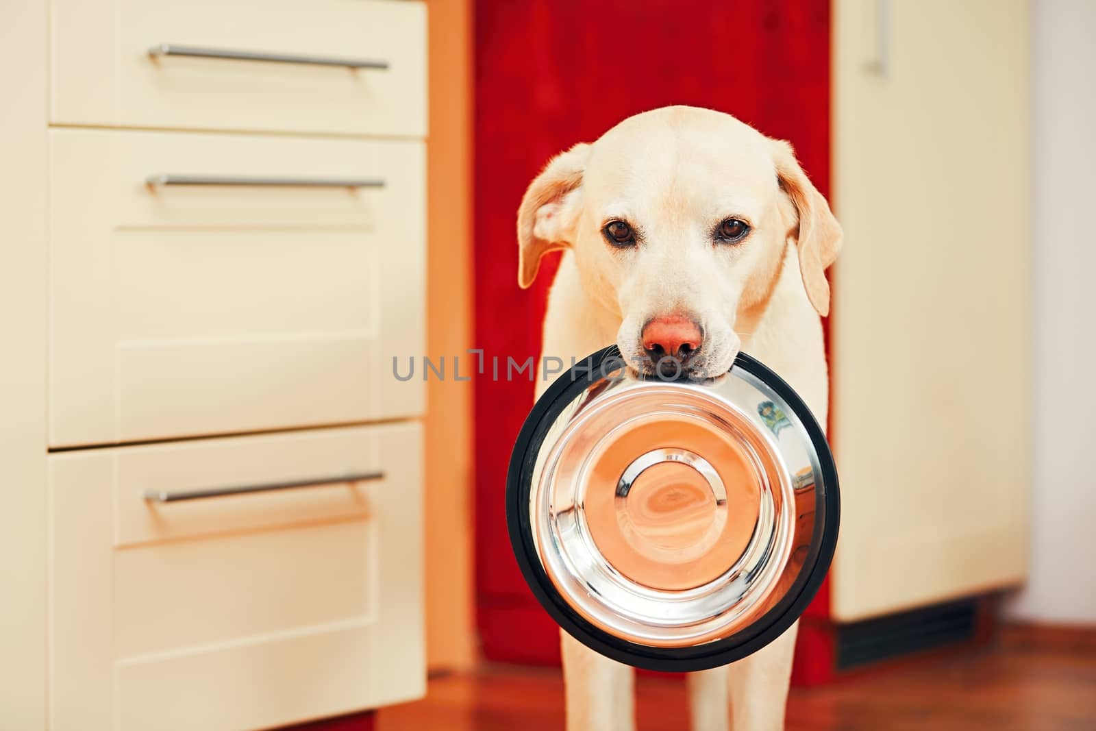 Domestic life with dog. Hungry dog with sad eyes is waiting for feeding in home kitchen. Adorable yellow labrador retriever is holding dog bowl in his mouth. 
