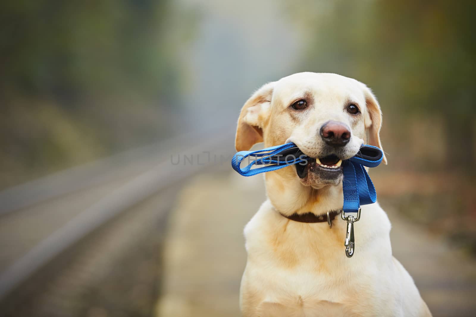 Dog is waiting for the owner on the railway platform 