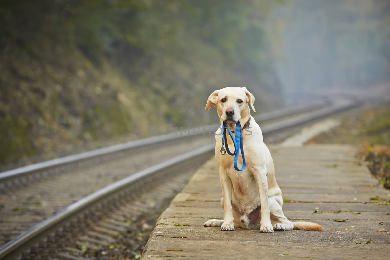 Dog is waiting for the owner on the railway platform 