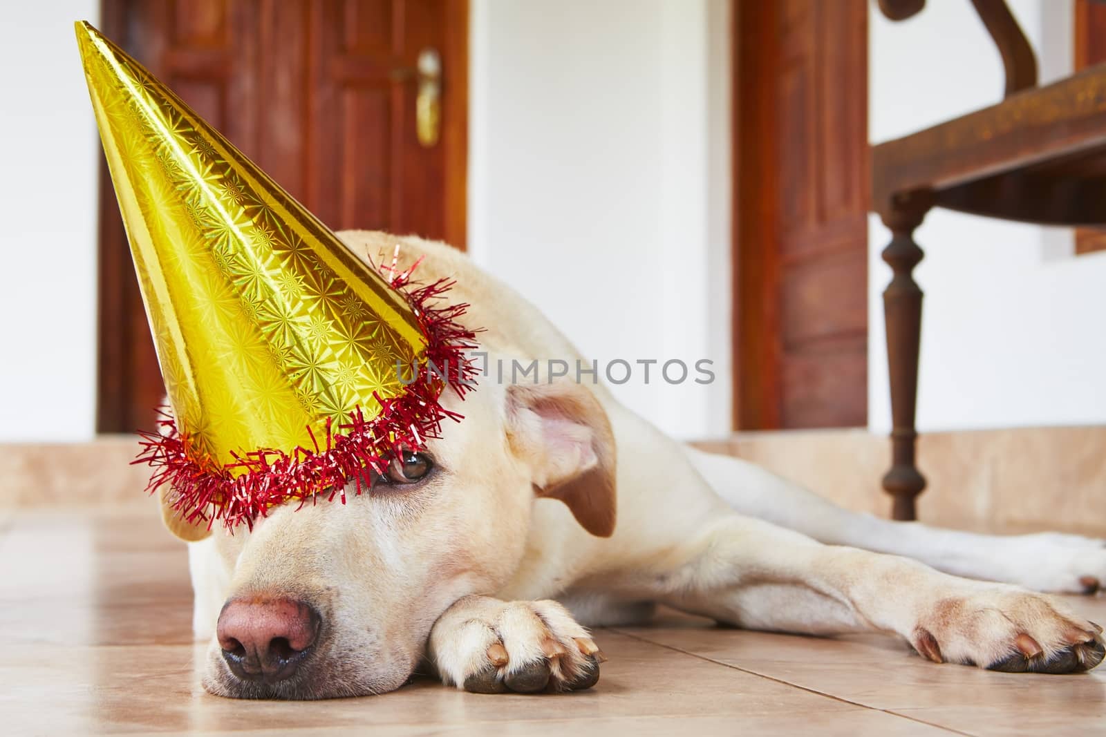 Dog birthday party by Chalabala