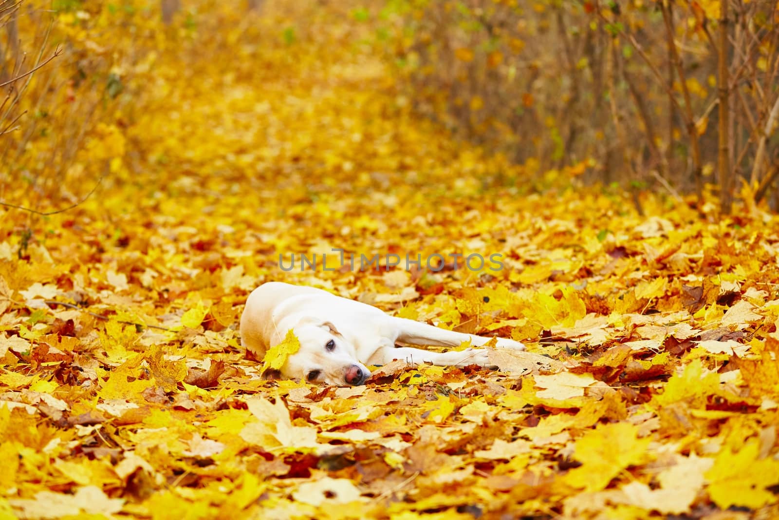 Labrador retriever is playing in the leaves in autumn 