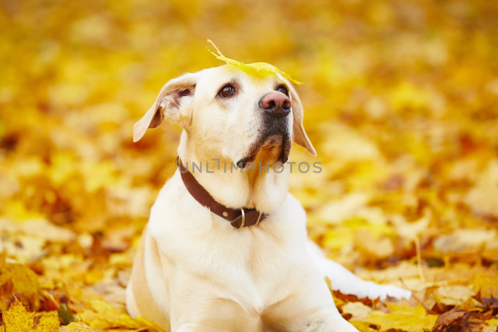 Dog in autumn by Chalabala