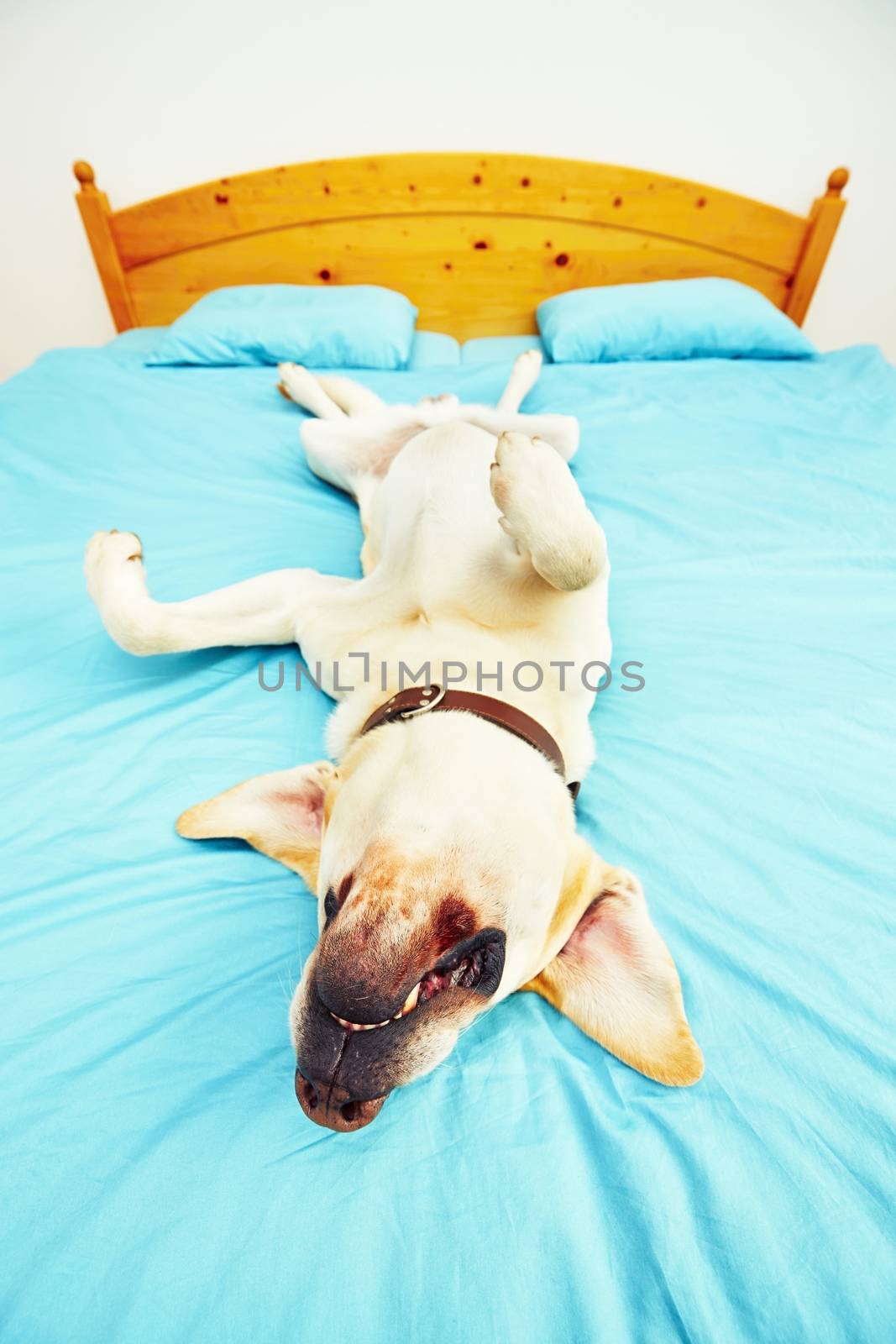 Dog is lying on the bed  by Chalabala