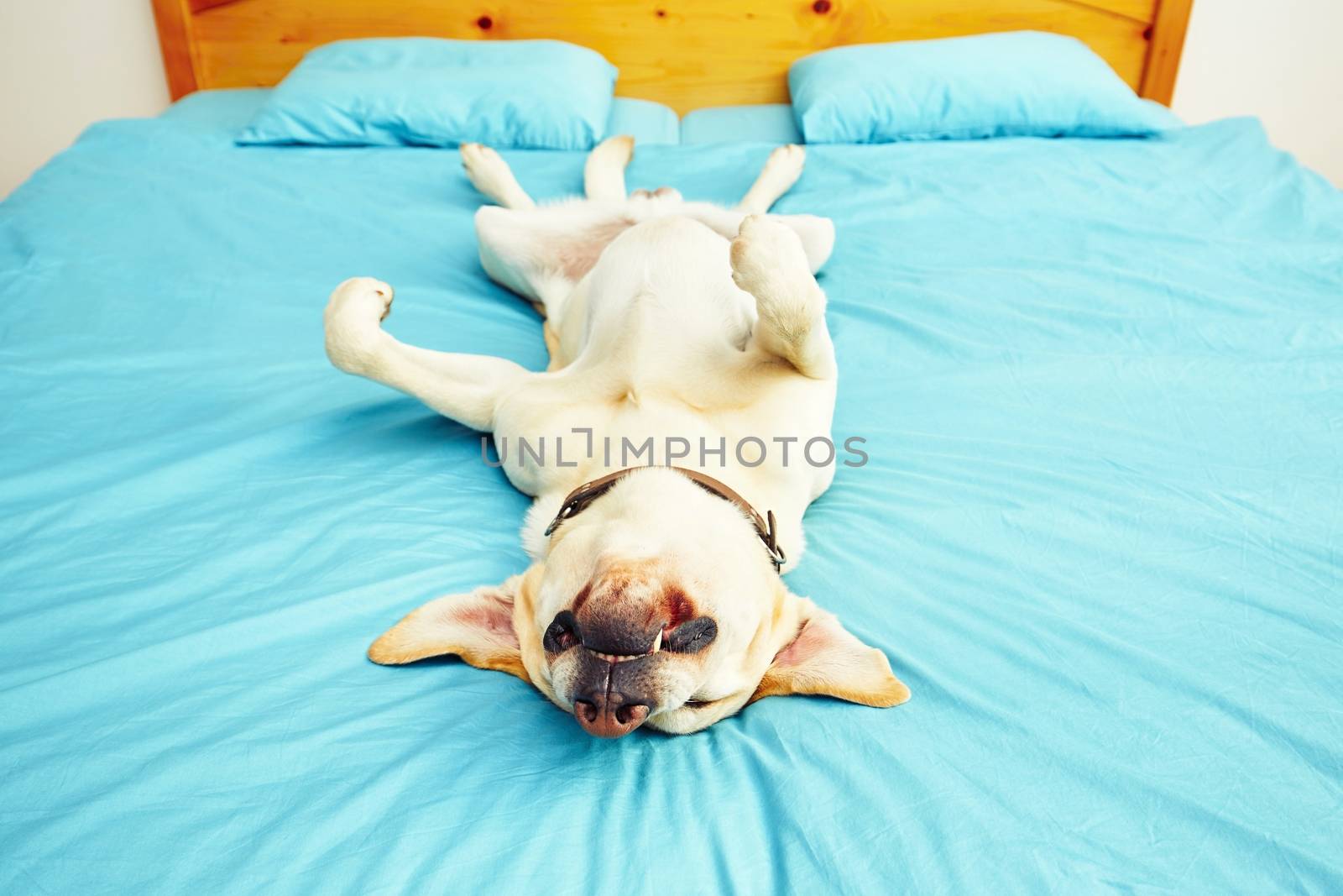 Dog is lying on the bed  by Chalabala