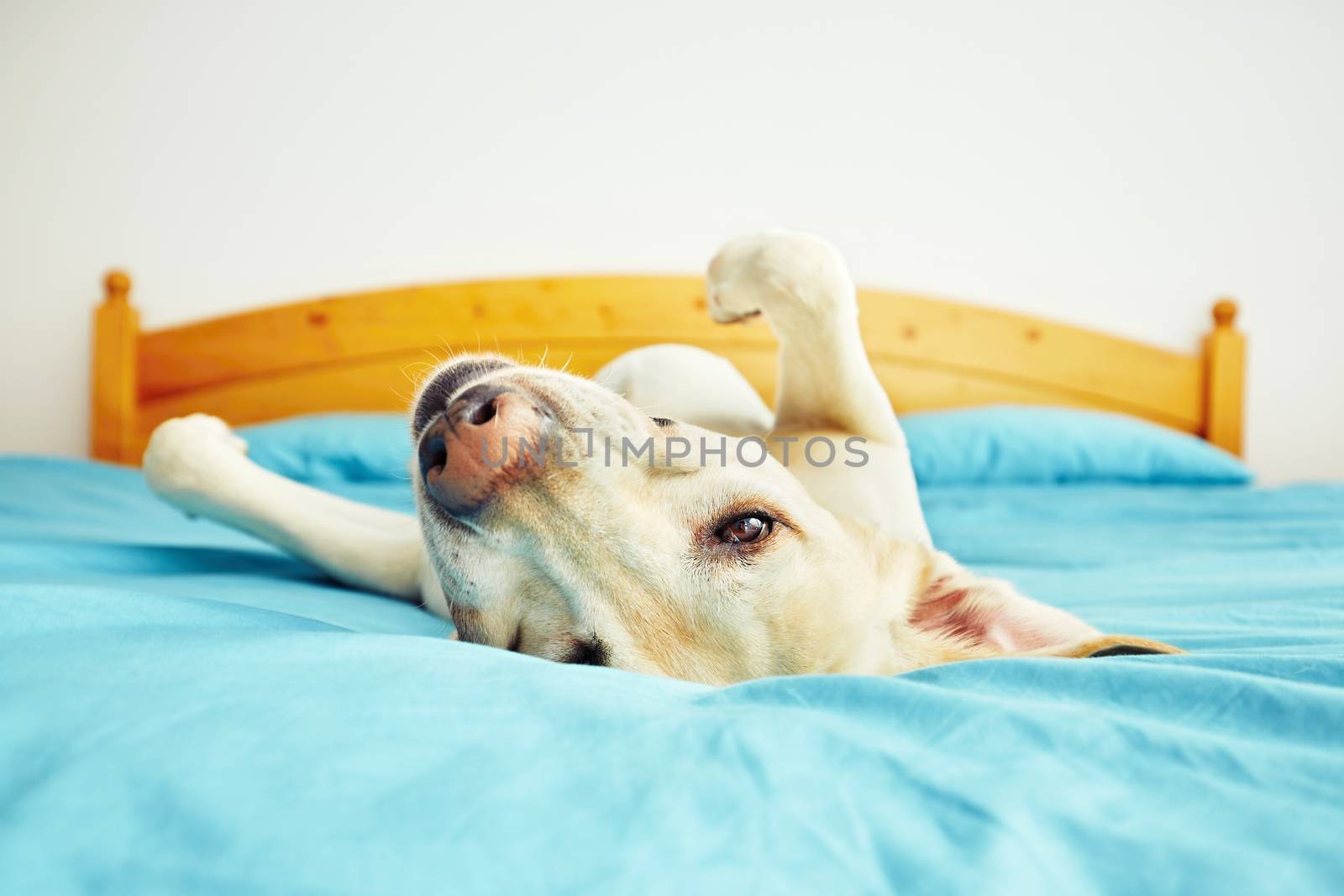 Dog is lying on back on the bed - selective focus