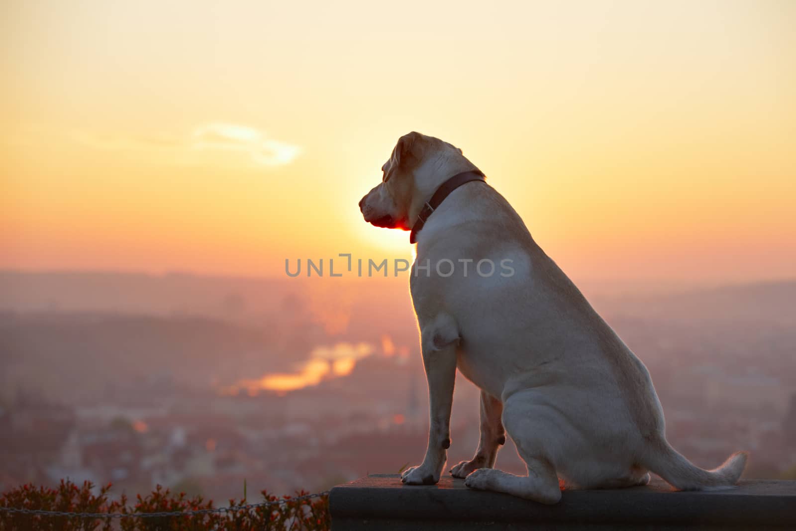 Yellow labrador retriever is looking at the sunrise