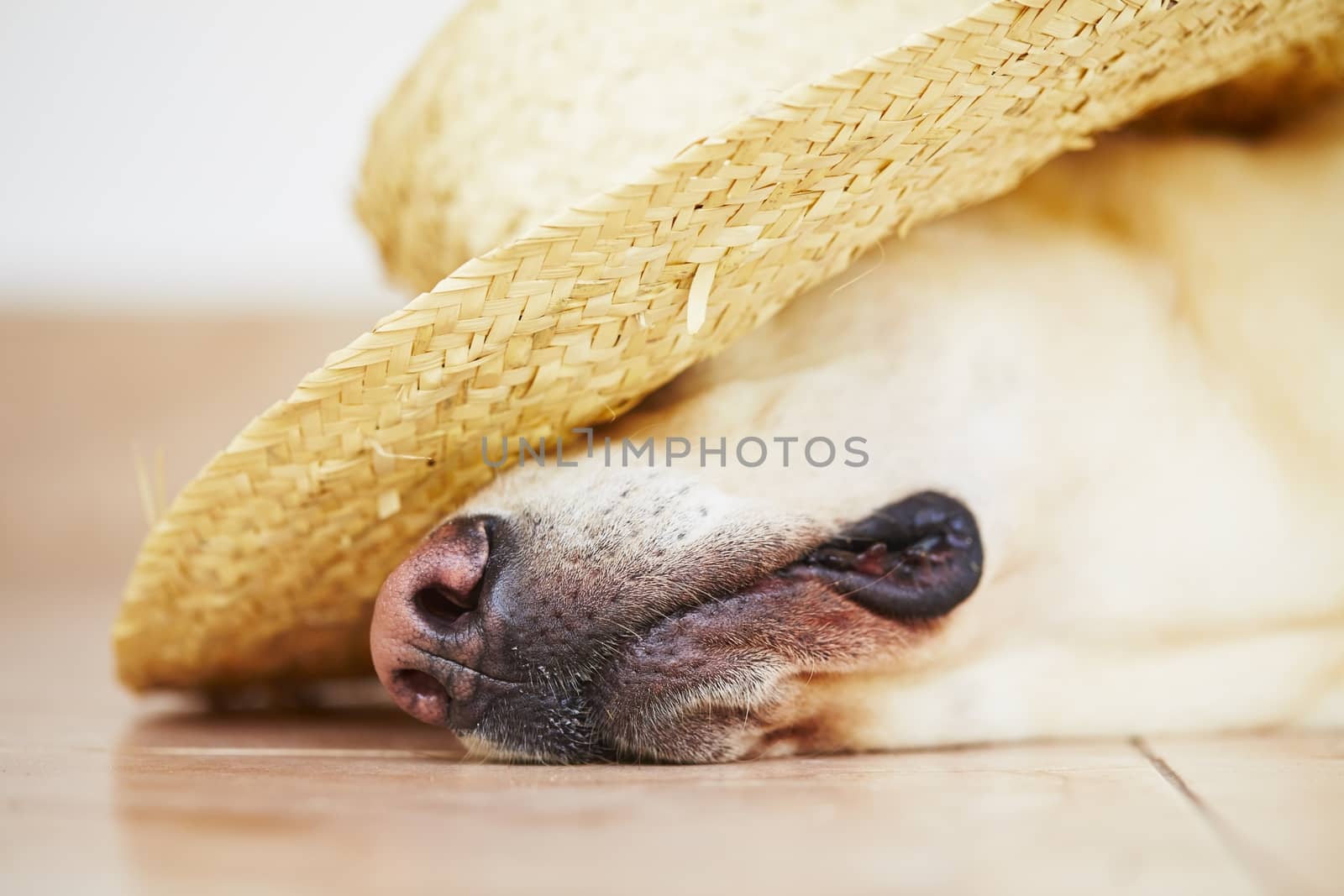 Labrador retriever is posing with straw hat