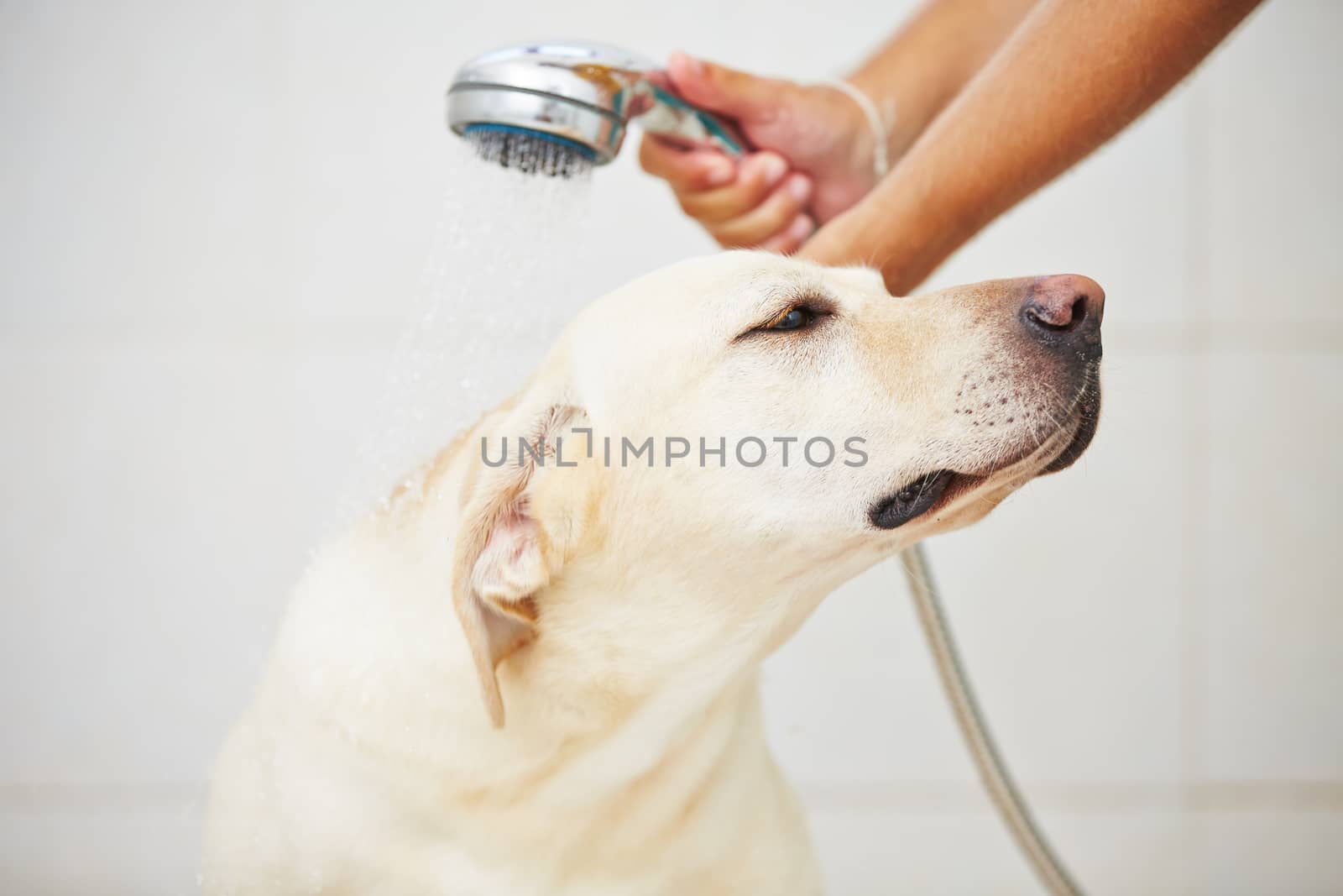 Labrador retriever is taking a shower at home.