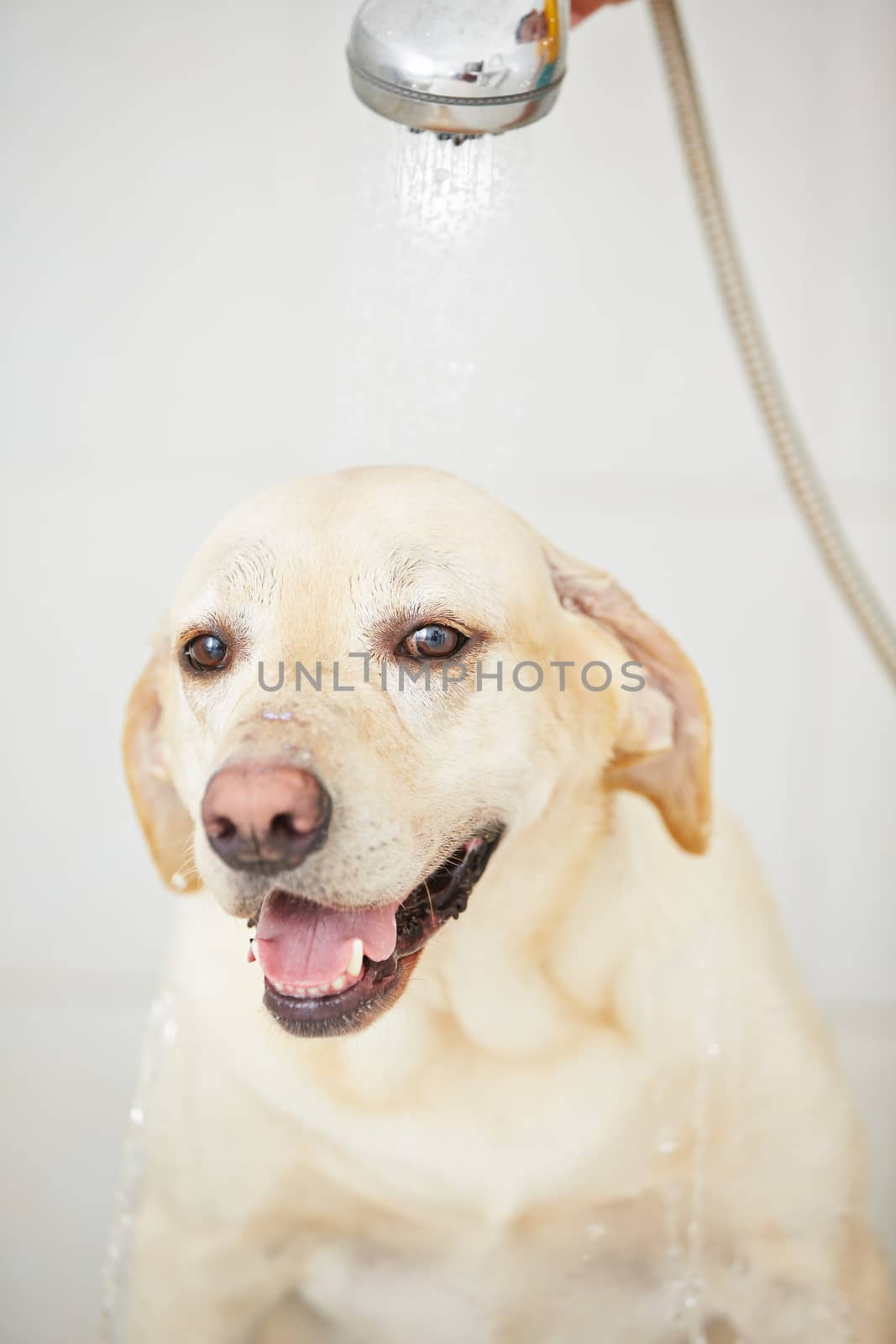 Dog in bathroom by Chalabala