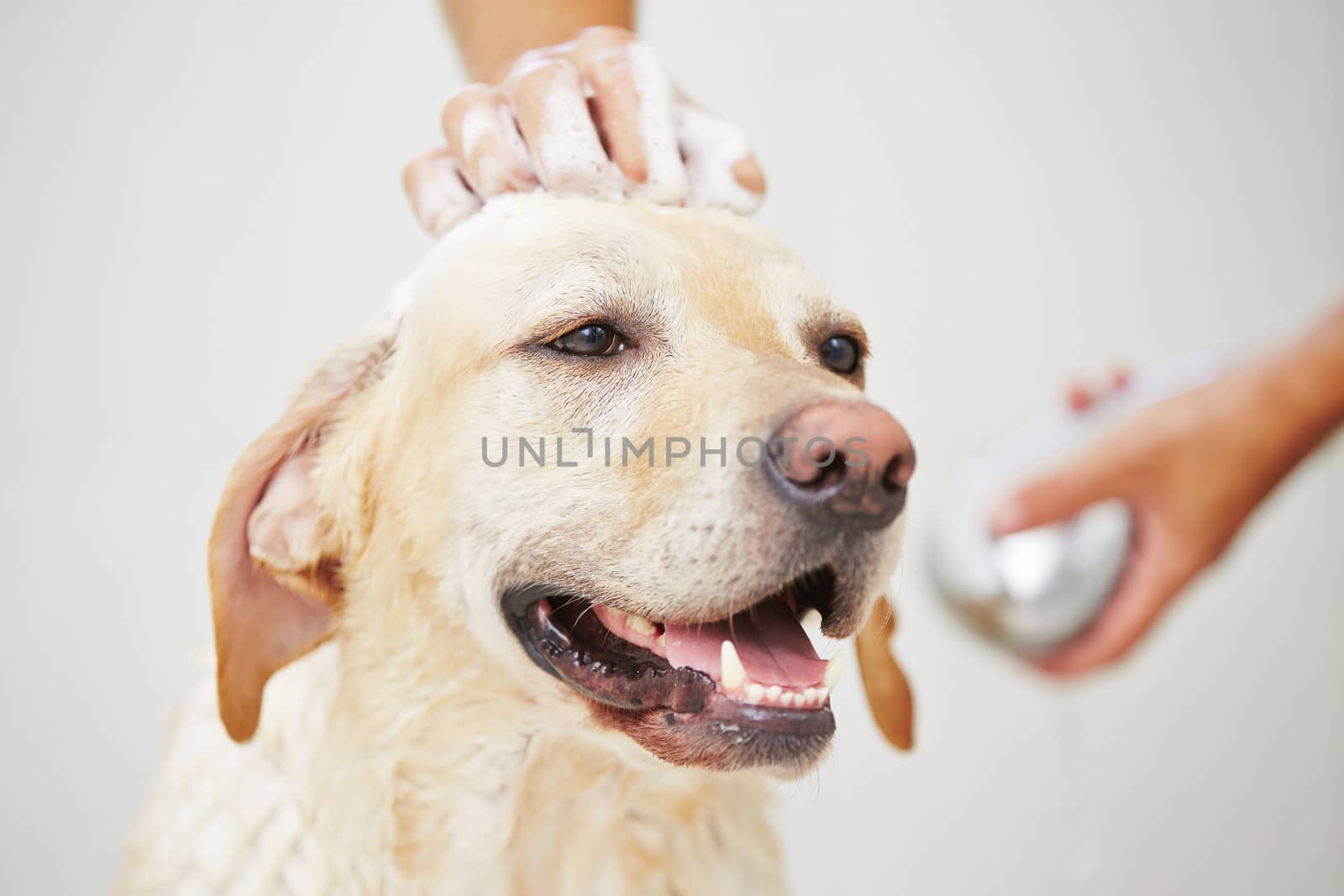 Labrador retriever is taking a shower at home.