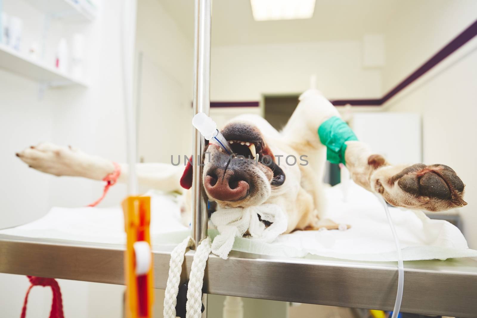 Sick labrador retriever in the veterinary clinic