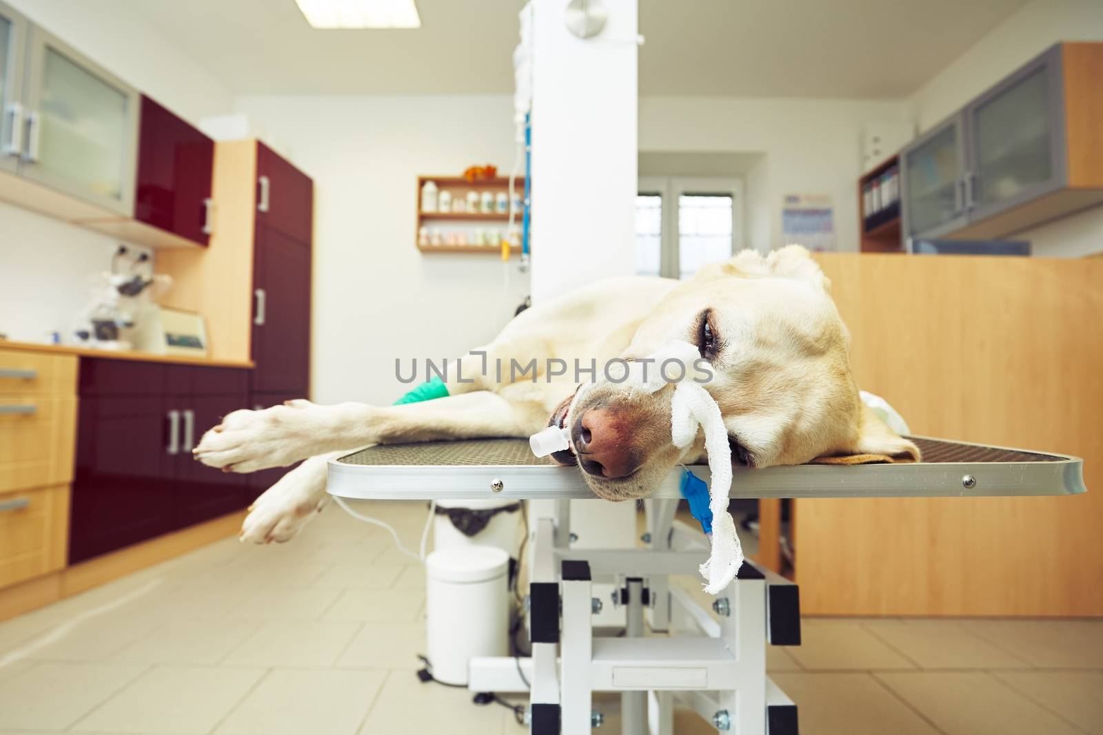 Sick labrador retriever in the veterinary clinic