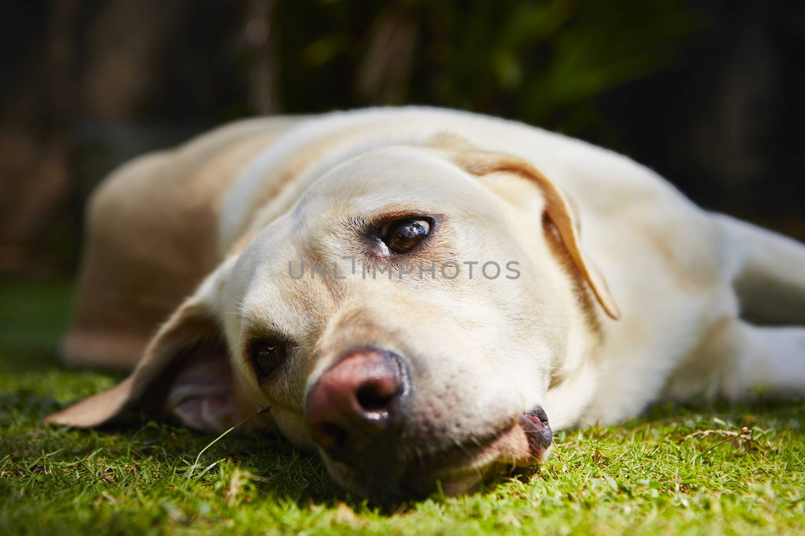 Yellow labrador retriever is lying on the grass - selective focus