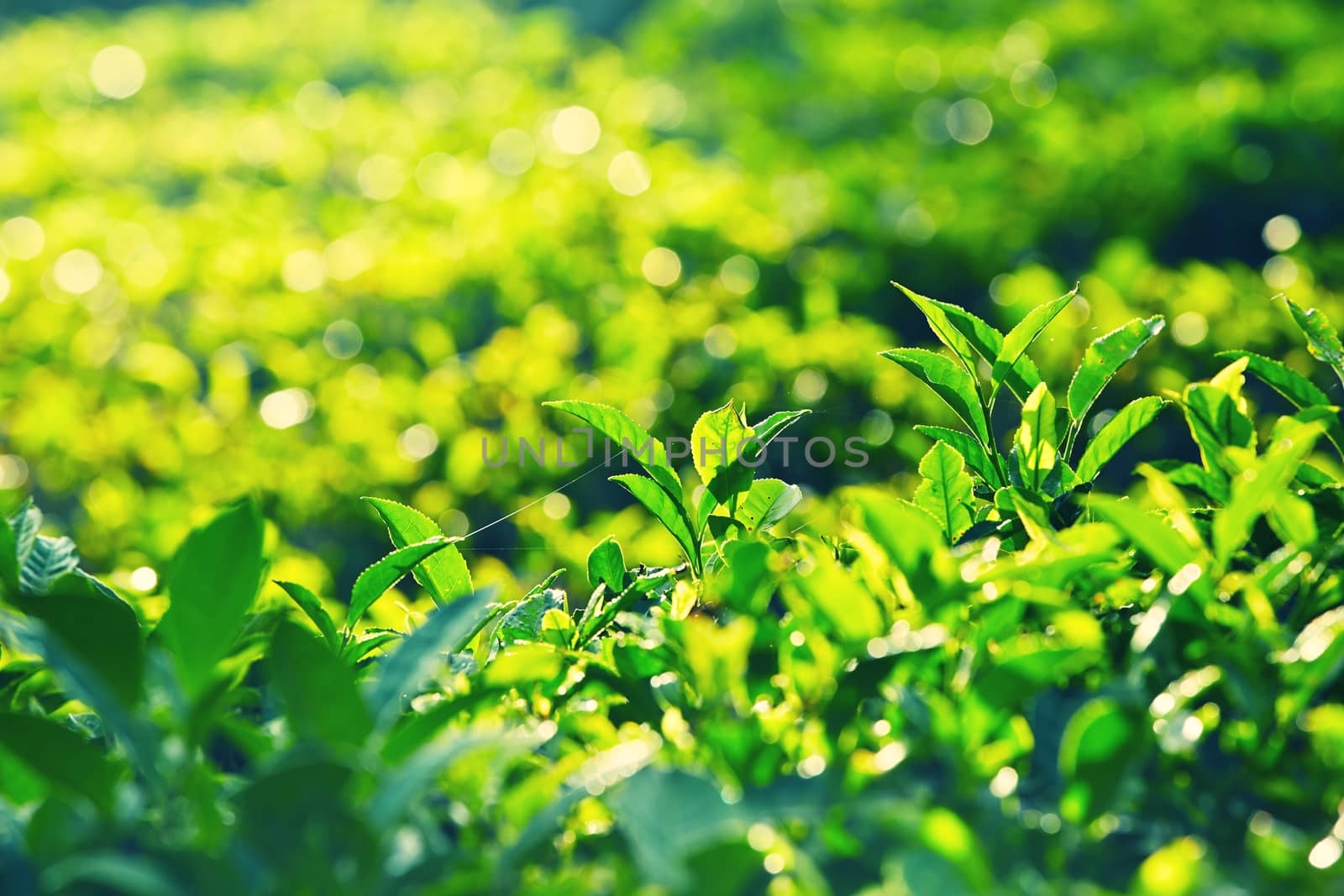 Green leaves of tea in Sri Lanka