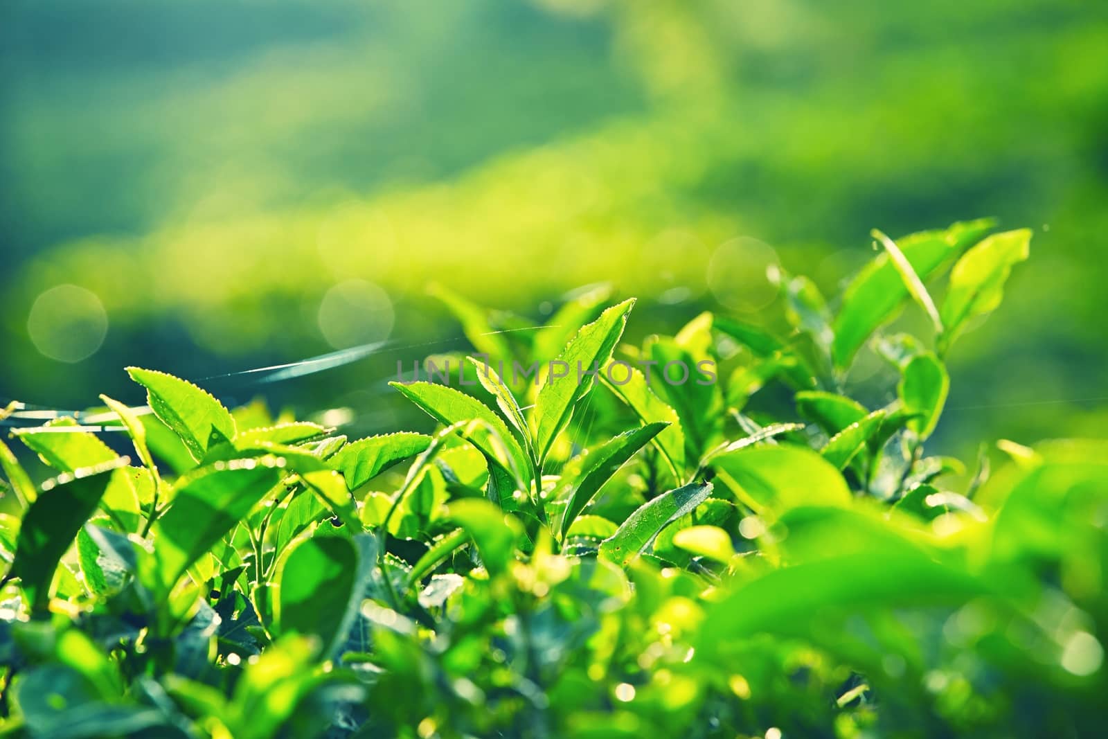 Green leaves of tea. Tea plantation in Sri Lanka 