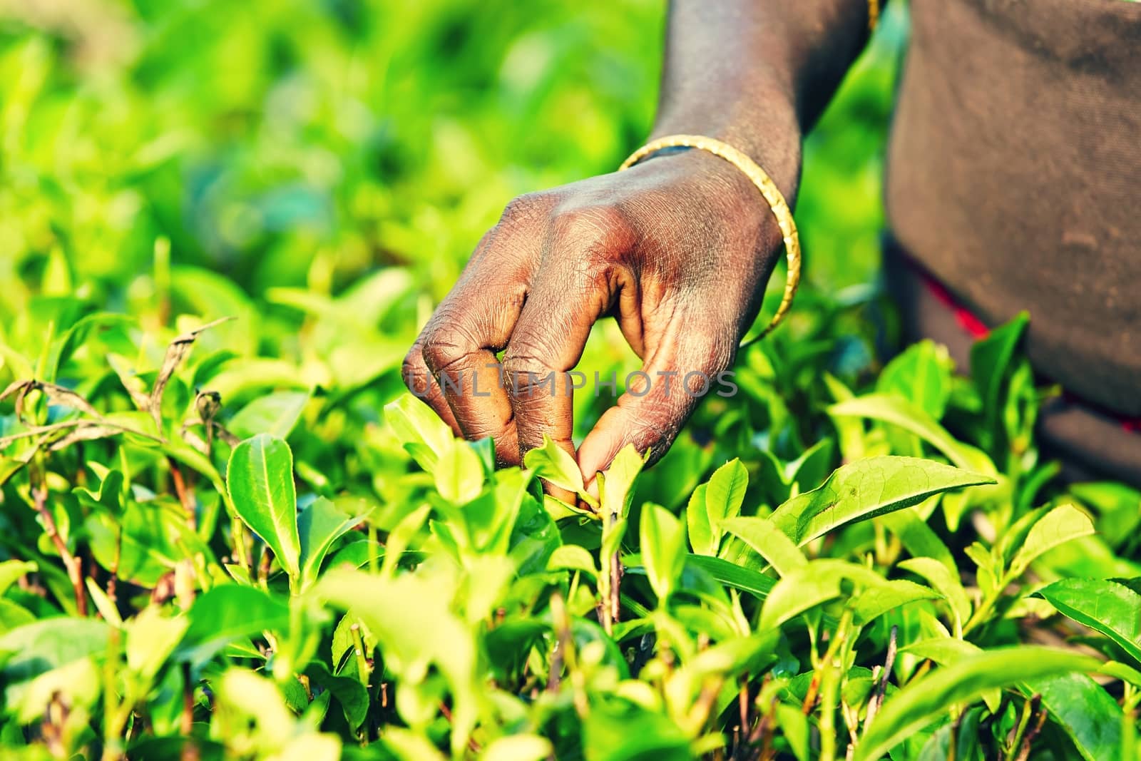 Tea plantation by Chalabala