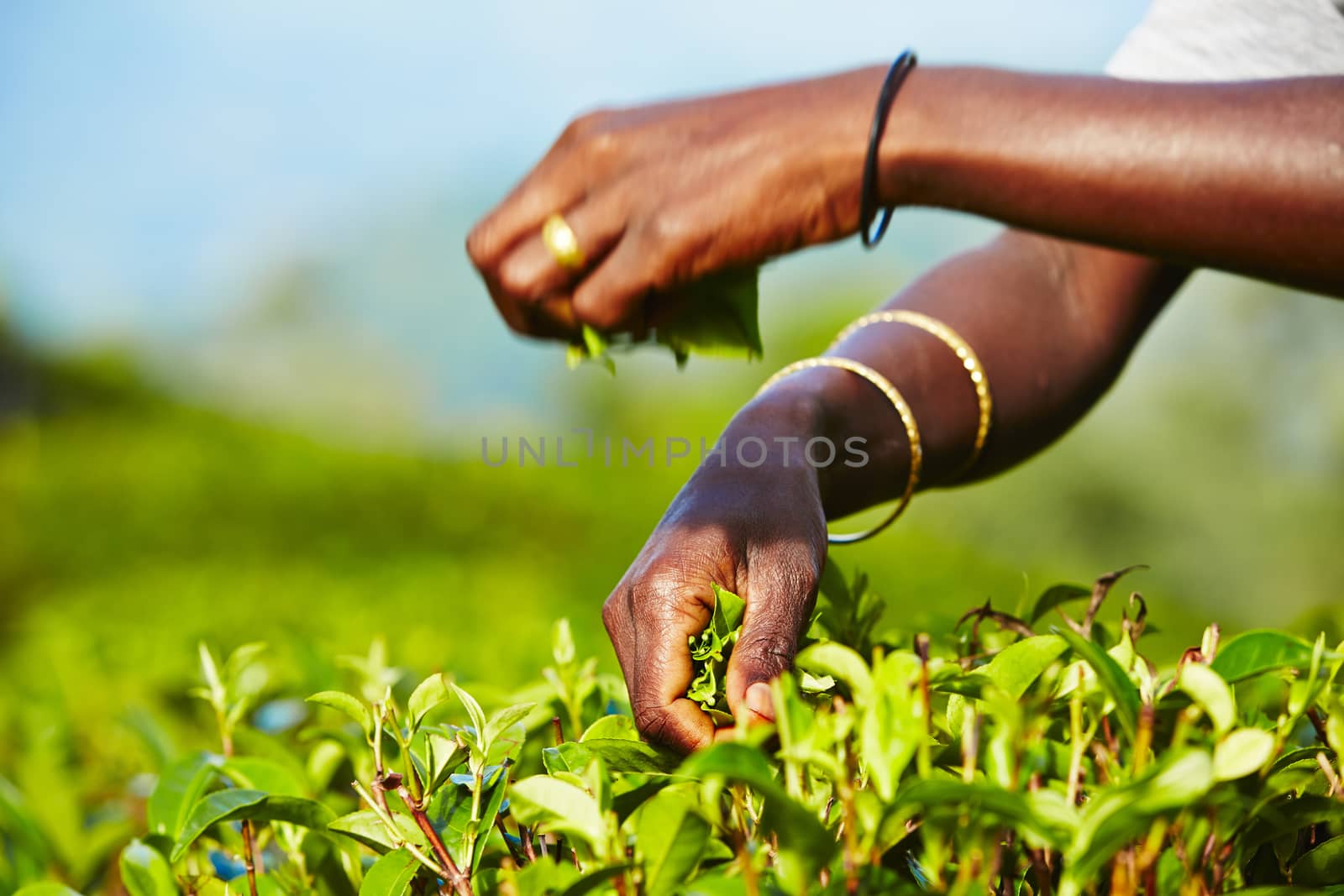 Hands of women from the tea plantation - Sri Lanka