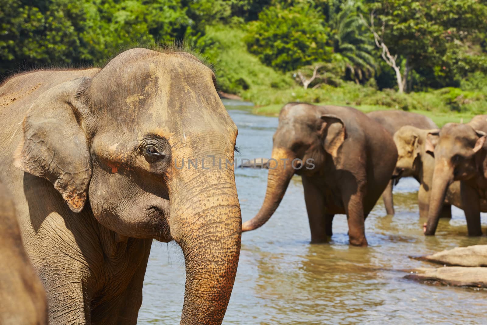 Elephants are walking in the river in Sri Lanka. 