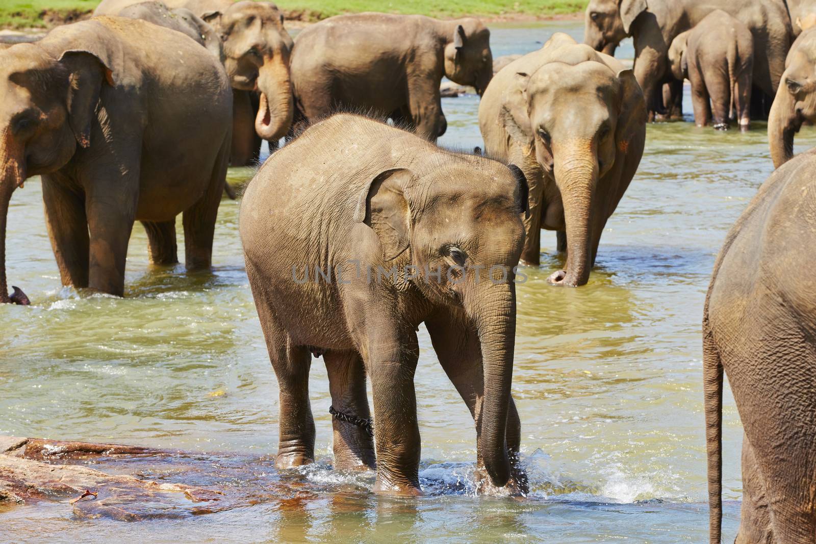 Elephants are walking in the river in Sri Lanka. 