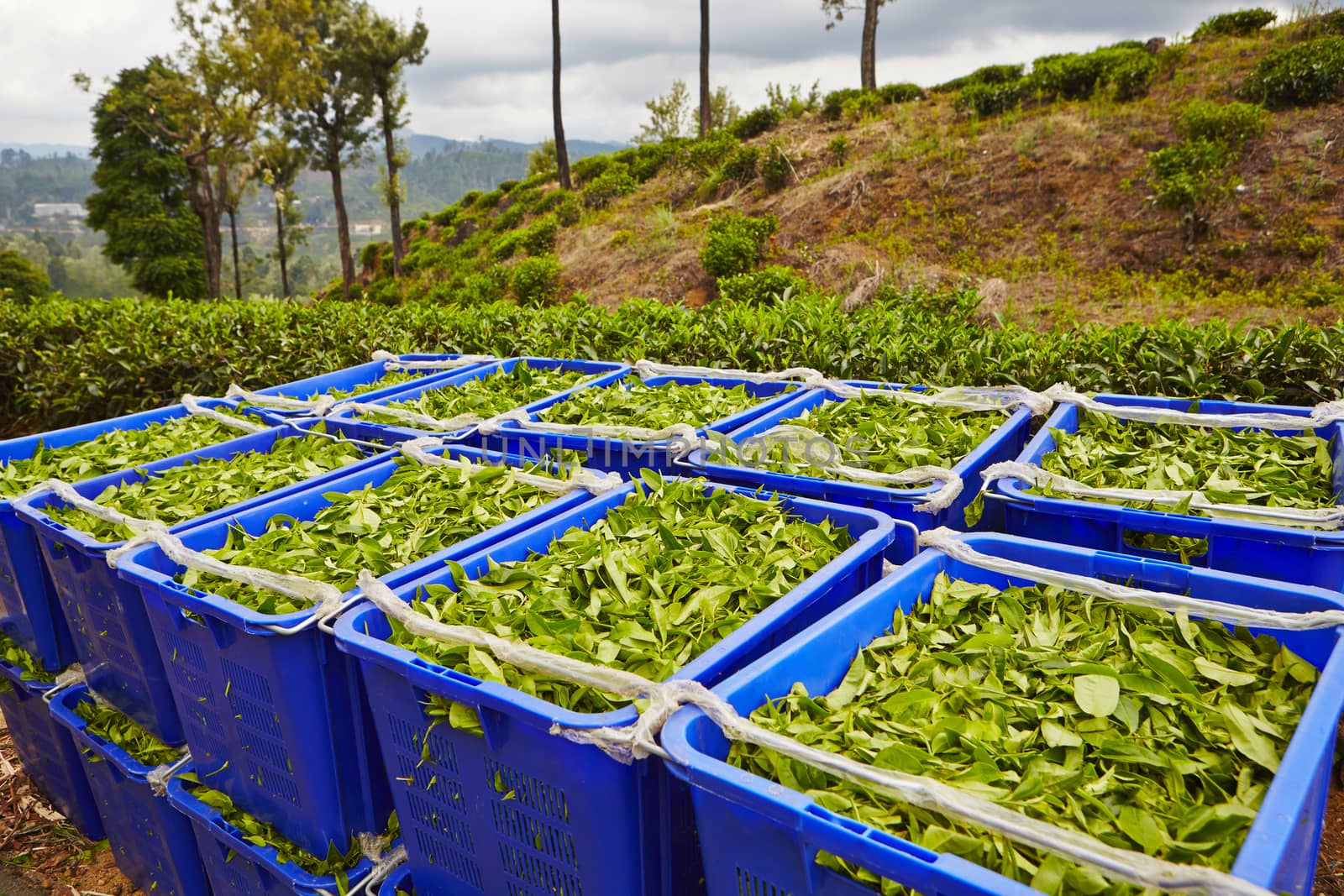 Green leaves of tea in blue boxes in Sri Lanka