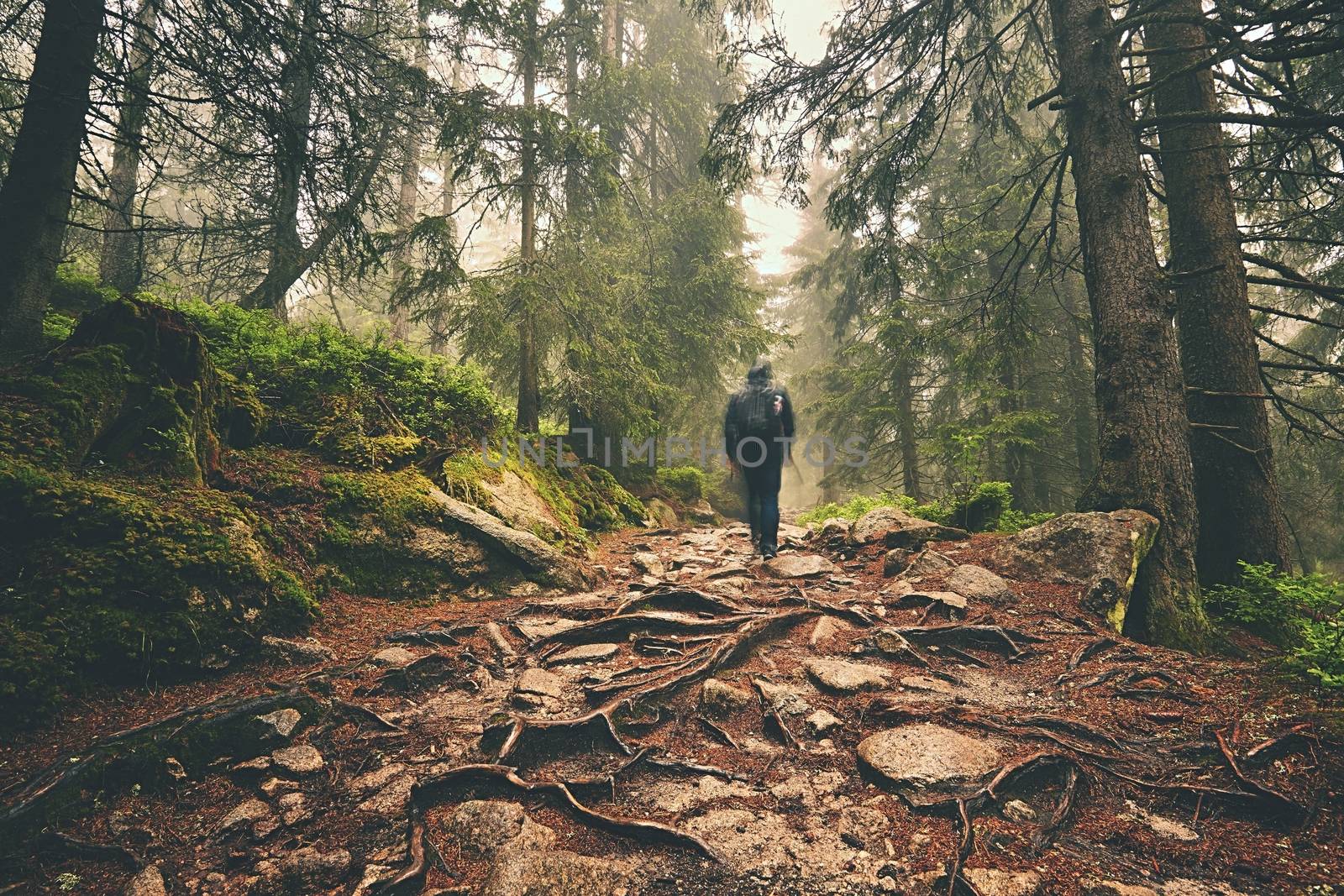 Traveler hiking through deep forest in the mountains - blurred motion