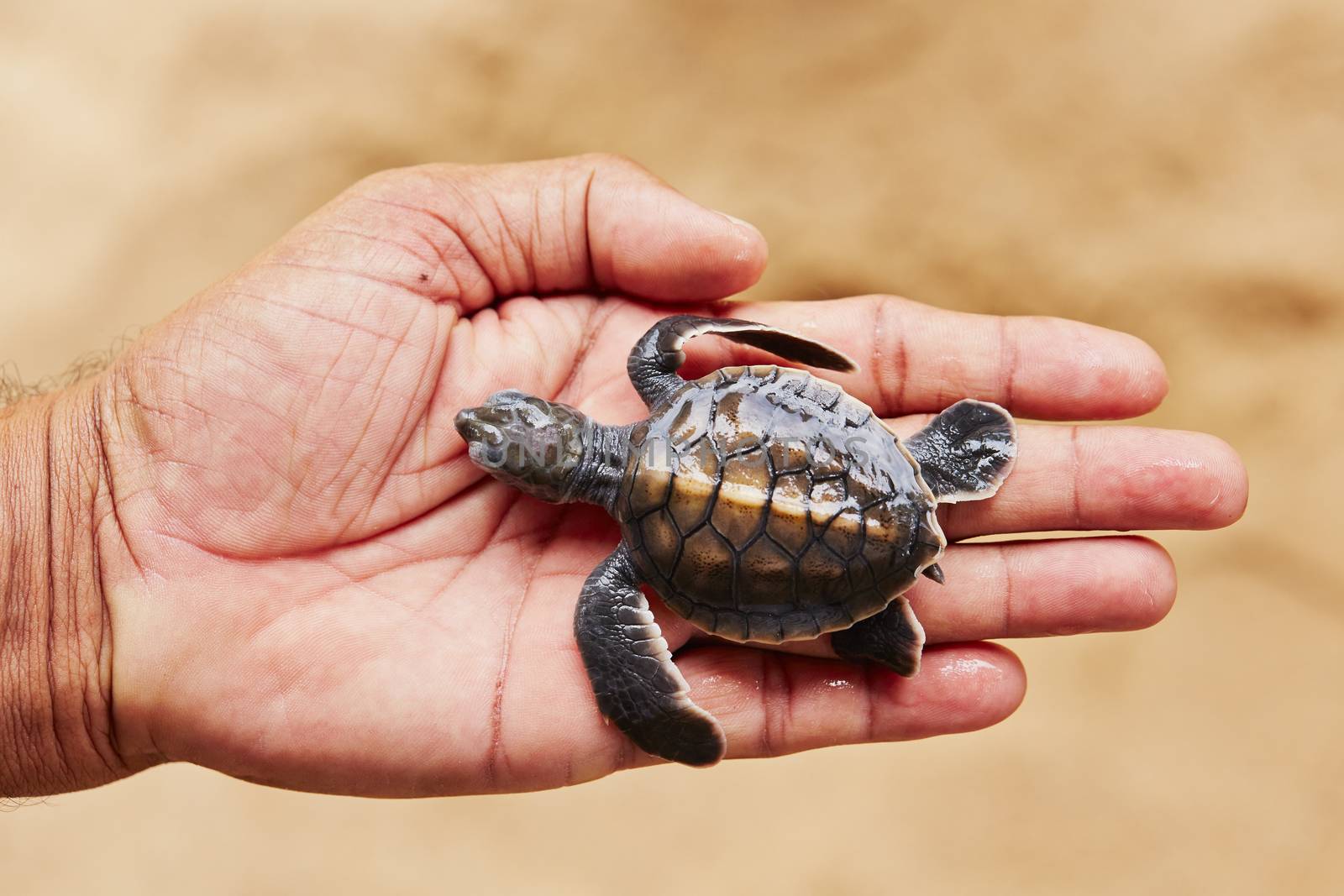 Newborn of turtle by Chalabala