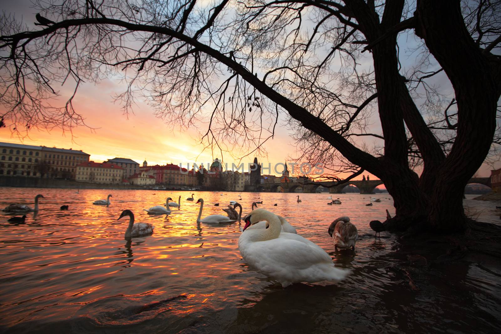Group of swans on Vltava River in Prague - selective focus 