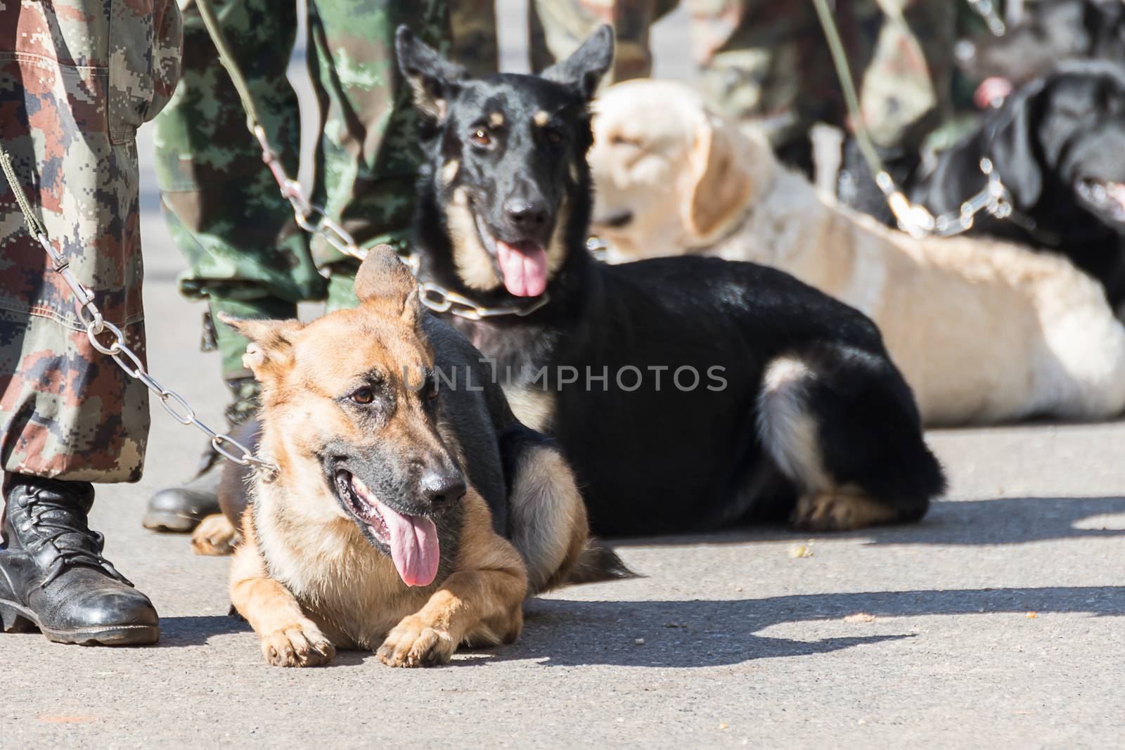 Army Soldier with dog, Training dogs of war