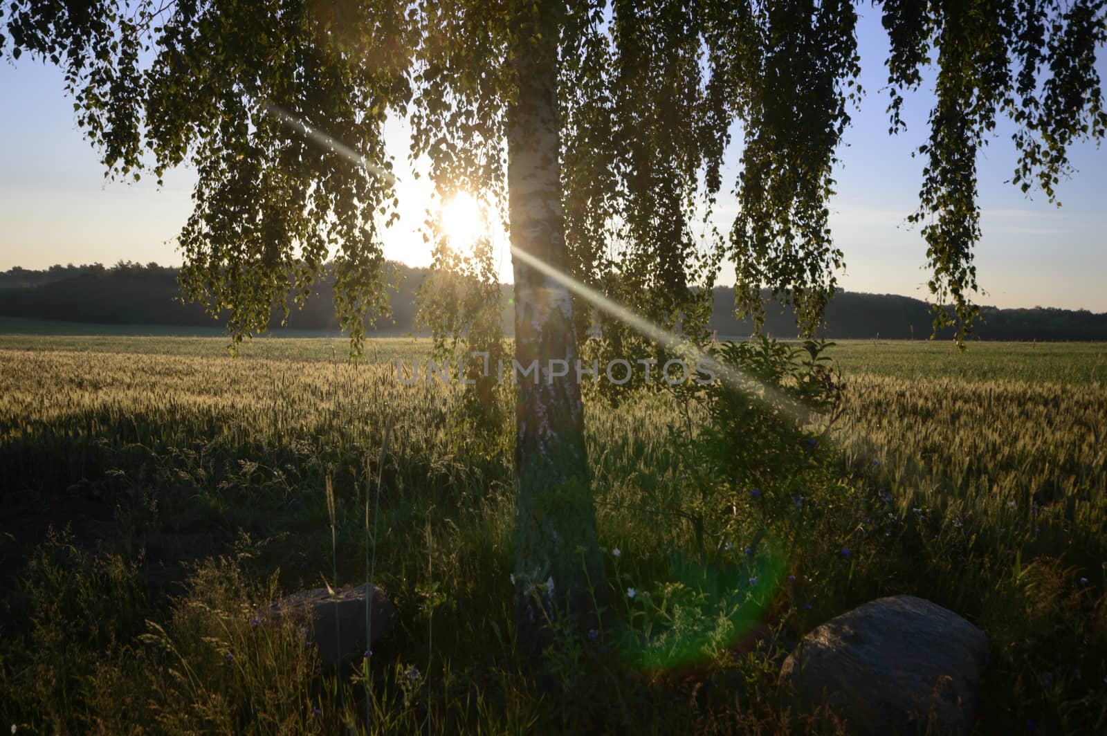 agricultural field, nature and agriculture farming series