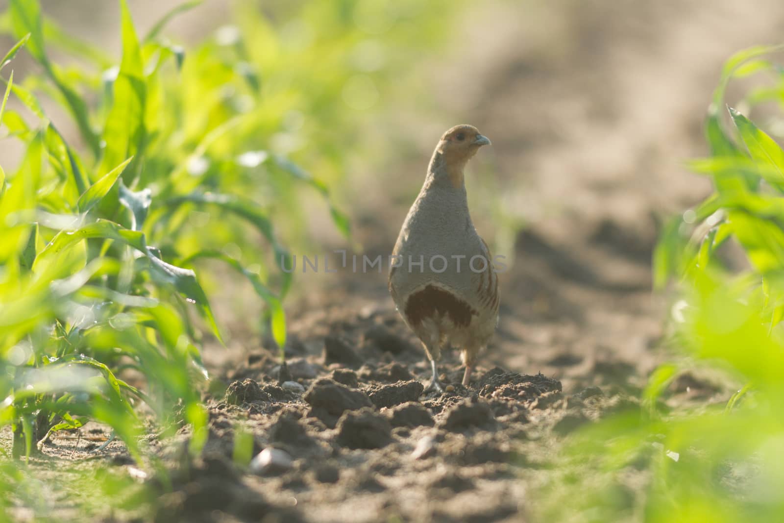 agricultural field, nature and agriculture farming series