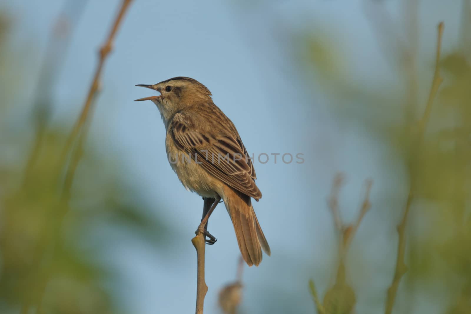 wild bird in natural habitat, nature series