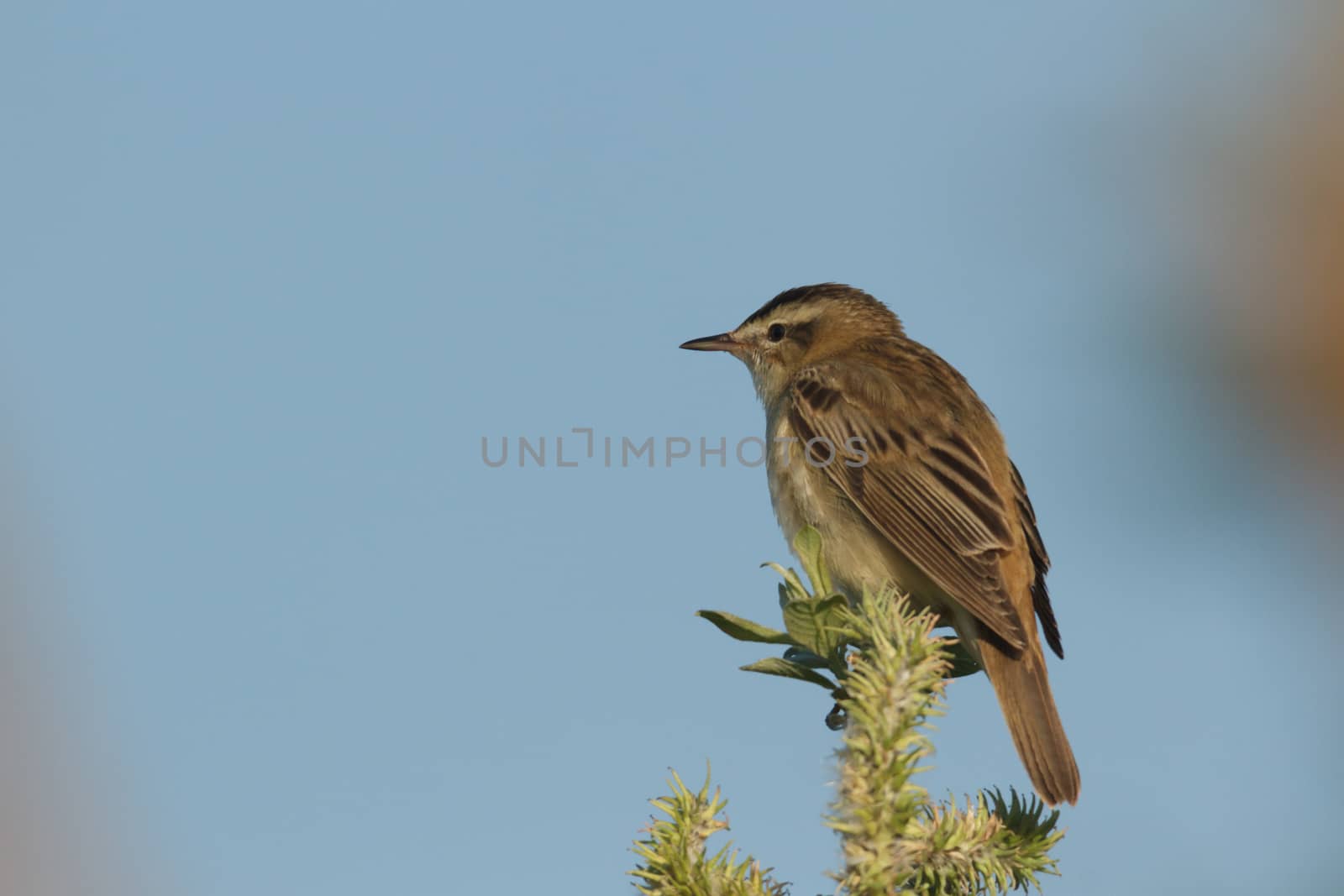 wild bird in natural habitat, nature series