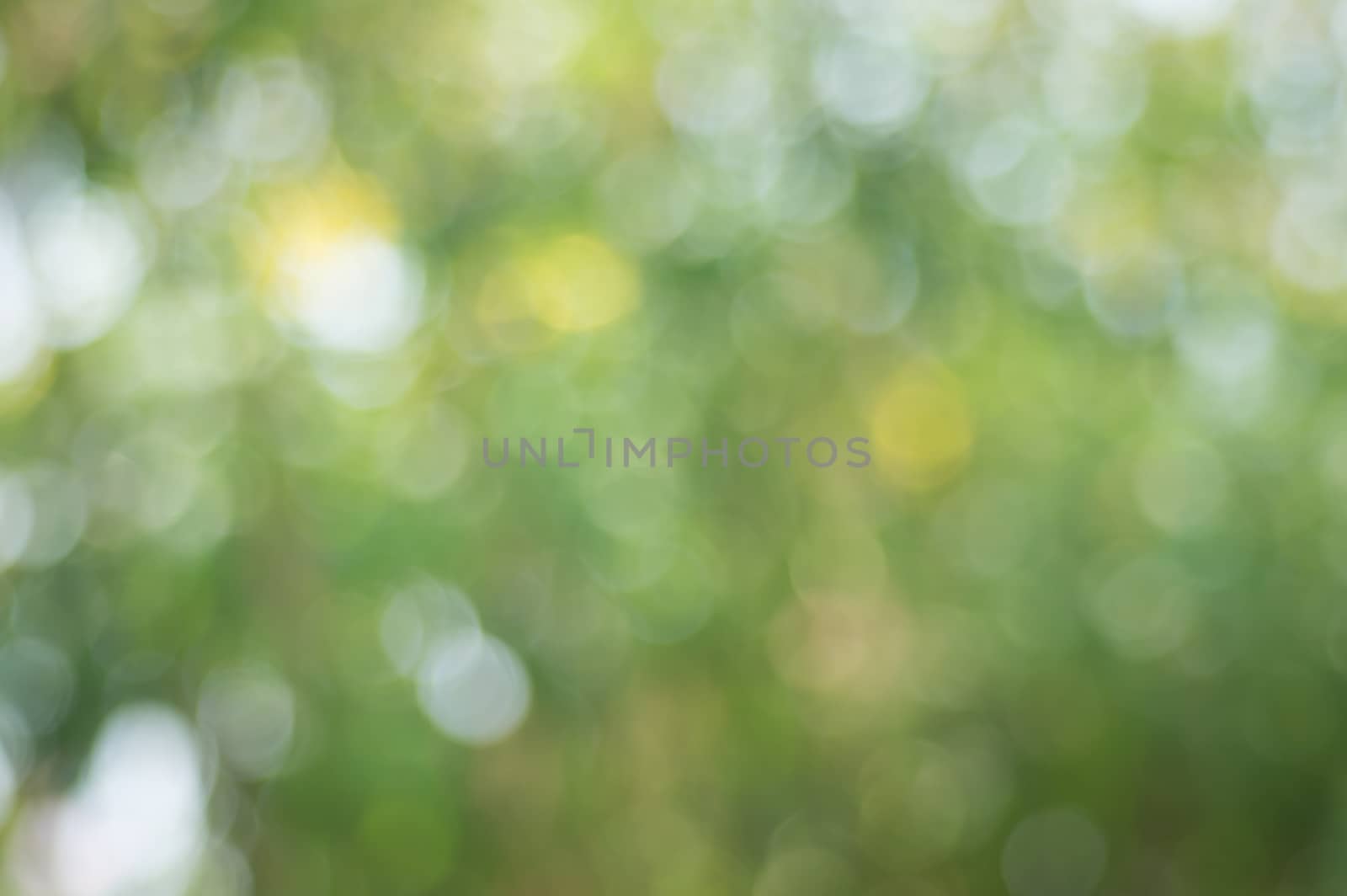 Natural bokeh and blur background.