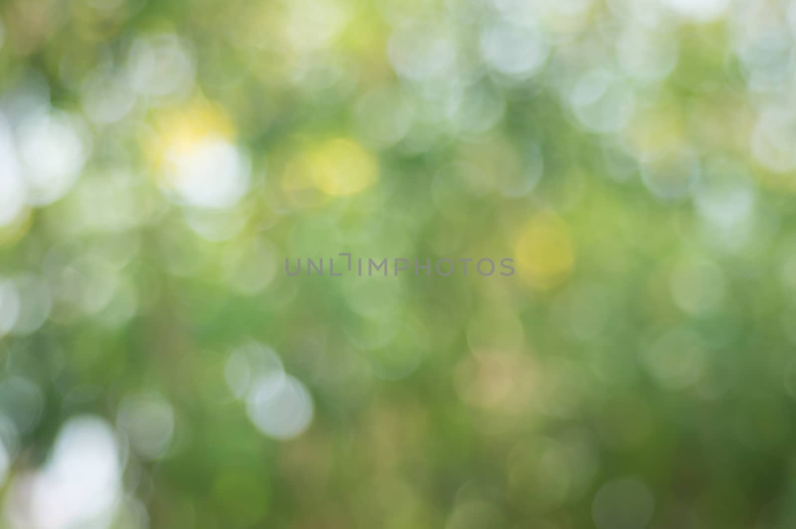 Natural bokeh and blur. by seksan44