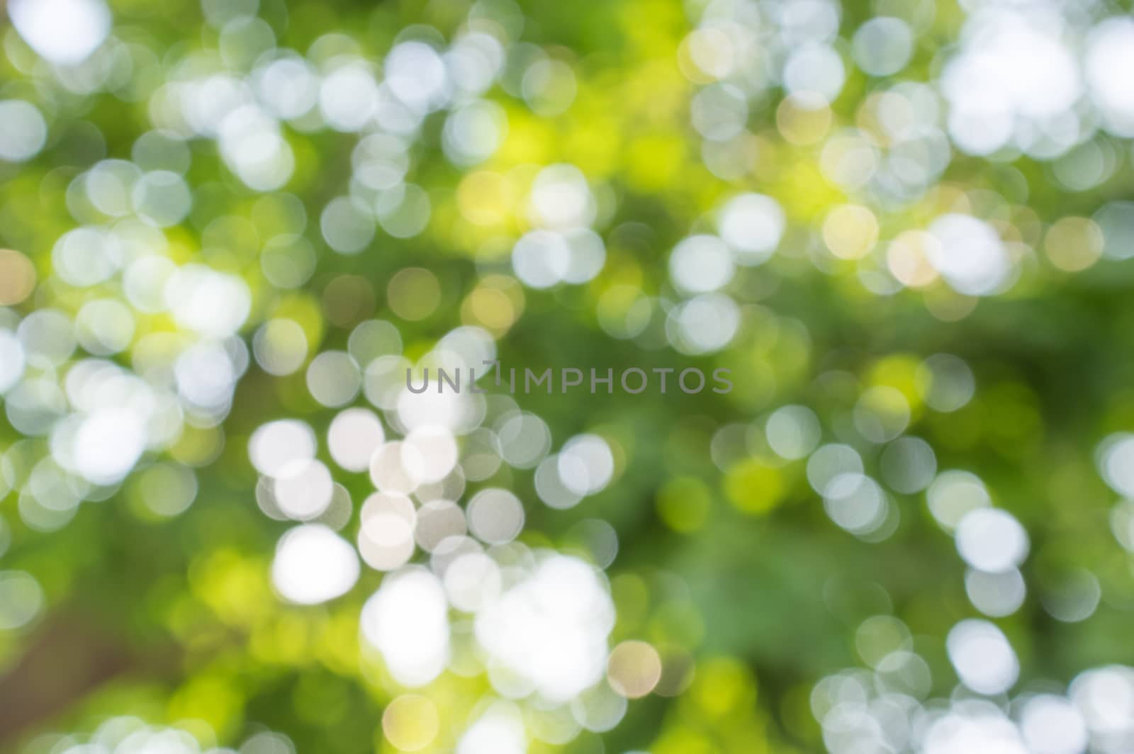 Natural bokeh and blur background.