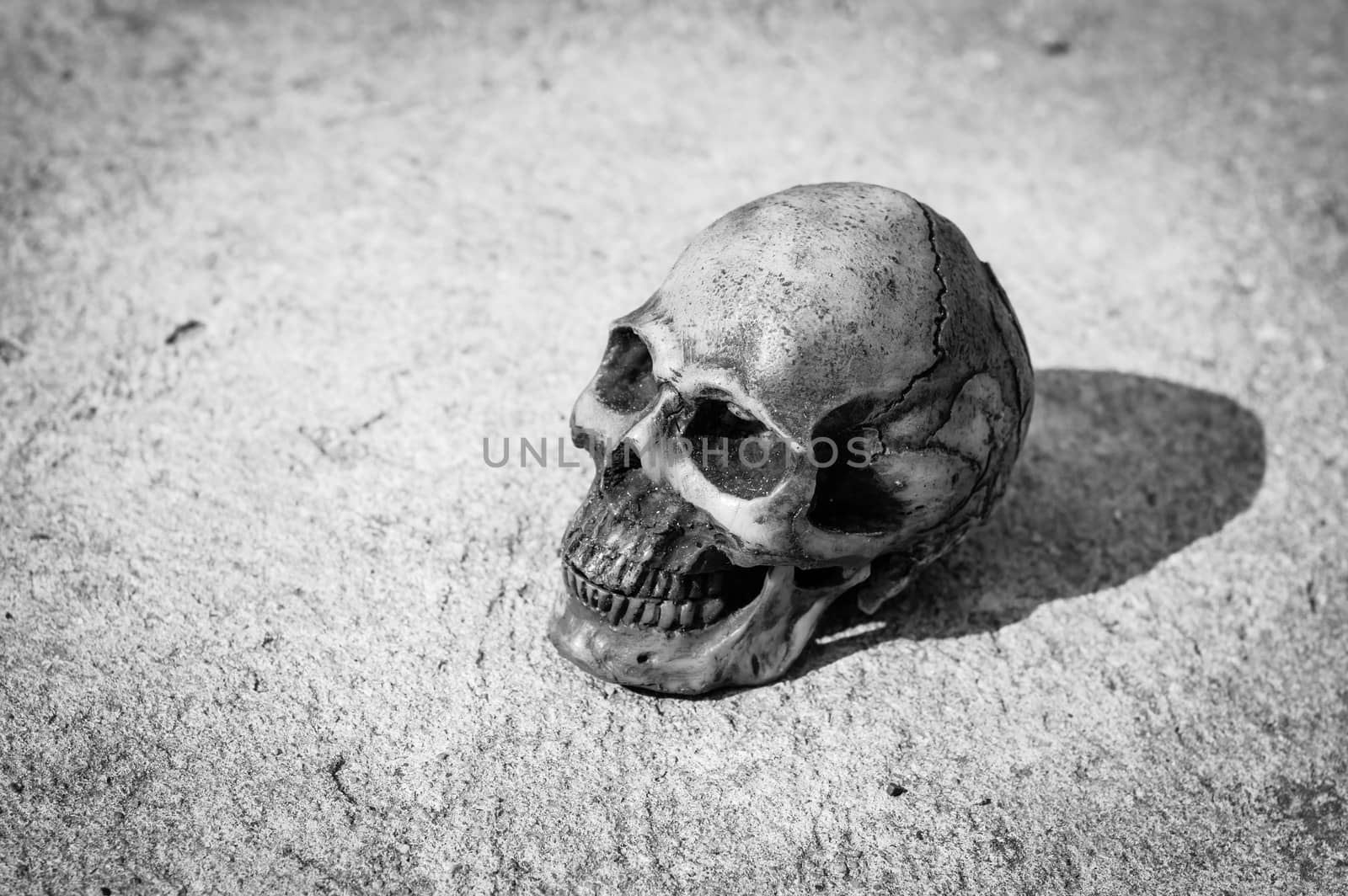 Skull on dry cracked ground,Global warming concept